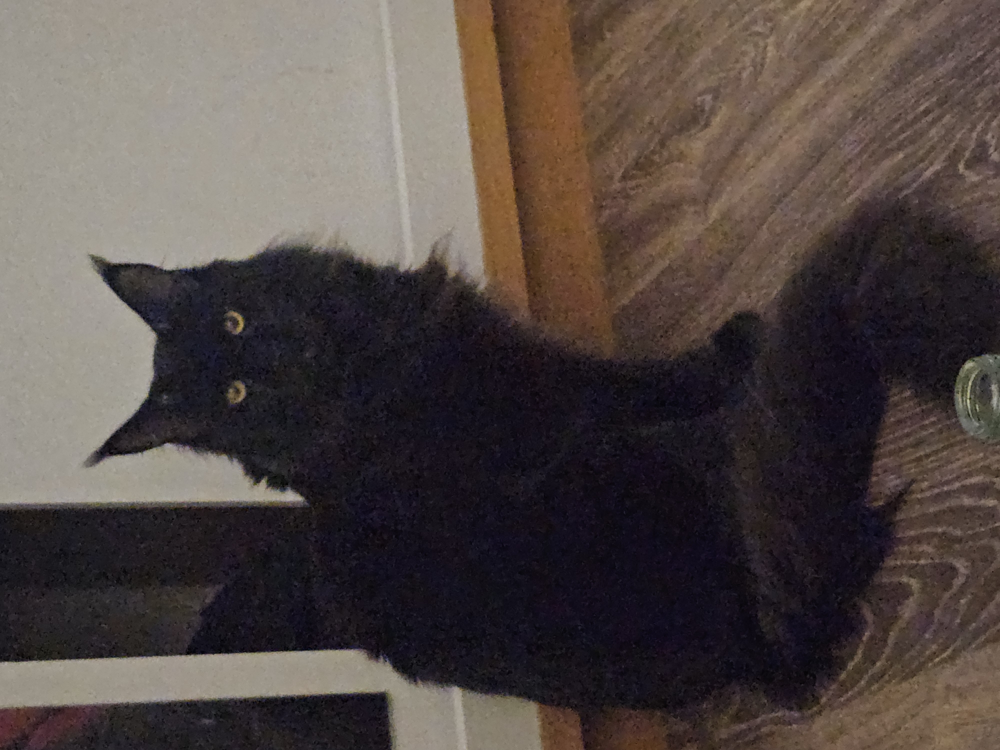 A black Maine Coon cat with yellow eyes sits on a wooden floor in a dimly lit room. The cat is facing forward, with its tail curled behind it. The background is a white wall.
