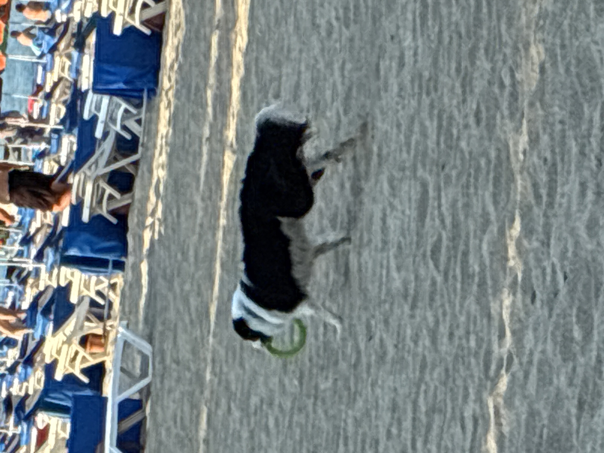 An outdoor, horizontal, slightly blurry, eye-level shot captures a black and white Border Collie running across a sandy beach in Alanya, Turkey. The dog is in mid-stride, its body angled to the right, and it is carrying a green ring in its mouth. The sand is a light tan color and shows slight texture. In the background, there are rows of lounge chairs, some with blue coverings and some with white frames. Several people are visible in the distance, some seated on the chairs and others standing. The top of the image is out of focus, showing a hazy sky and some colorful umbrella tops. The overall scene depicts a sunny day at a beach resort.