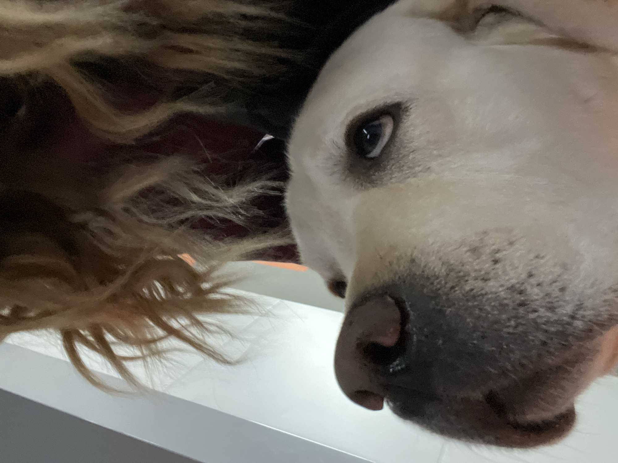 A close-up, low-angle shot shows a dog's face pressed against a white surface, likely a table or counter. Part of a person's blonde, curly hair is visible on the left side of the frame, suggesting the dog is close to or under a person. The dog is light-colored with a dark nose and a focused gaze from its visible eye. The dog’s nose is close to the white surface. The background is dark. There is no information in the photo that indicates the location in Mytishchi, Russia.
