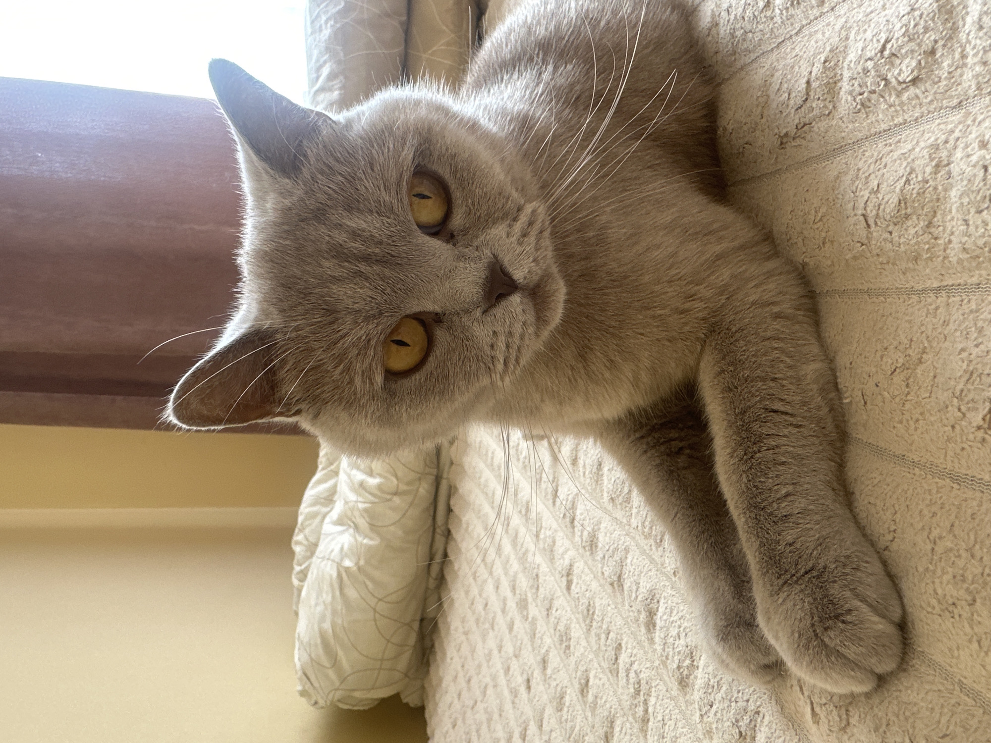 A British Shorthair cat with grey fur and yellow eyes lies on a textured beige blanket on a bed. The cat is positioned in the center of the frame, facing the viewer directly with its front paws crossed. Behind the cat, several white pillows with a patterned texture are visible, and in the background, a muted pink curtain is partially illuminated by natural light filtering from a window. The scene is indoors and appears to be a domestic setting. There is no indication of the city of Ternopil, Ukraine, in the image.