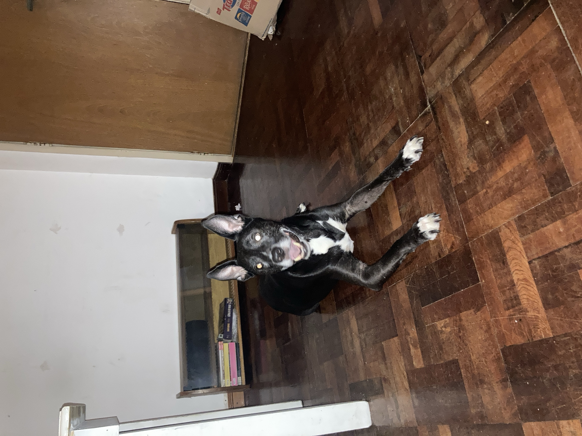 A medium-sized black and white dog is lying on its back on a wooden parquet floor. Its legs are splayed out, and its mouth is open as if panting or smiling. The dog is in a room with white walls and a light-colored door. A box sits in the upper corner and a small cabinet is visible behind the dog.