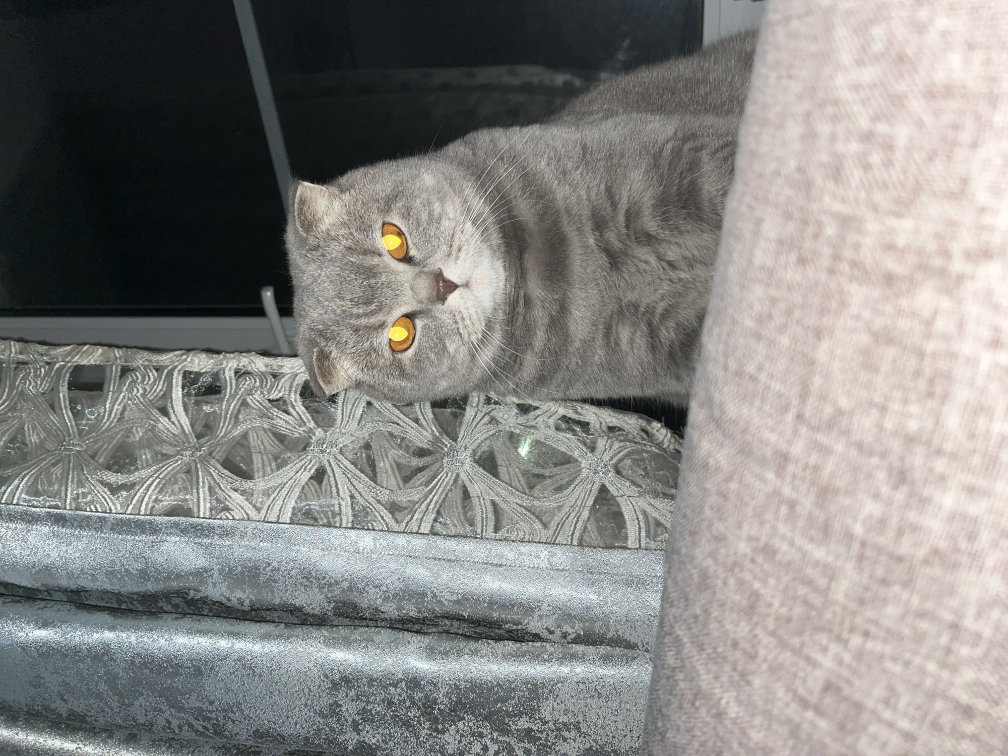 An indoor scene depicts a gray Scottish Fold cat with prominent luminous yellow-orange eyes, looking directly at the camera. The cat is seated upright, with the lower portion of its body partially obscured by a light pink/beige textured surface in the foreground, likely a cushion or furniture. To the left of the cat, silver-grey curtains are visible, consisting of a textured, heavier panel and a sheer panel with a patterned design resembling interconnected geometric shapes or stars. Behind the cat and to its right, a dark windowpane is visible, suggesting an exterior environment at night. The lighting indicates a flash was likely used, contributing to the cat's intense eye glow. This scene is situated in the city of Chaikovsky, Russia.