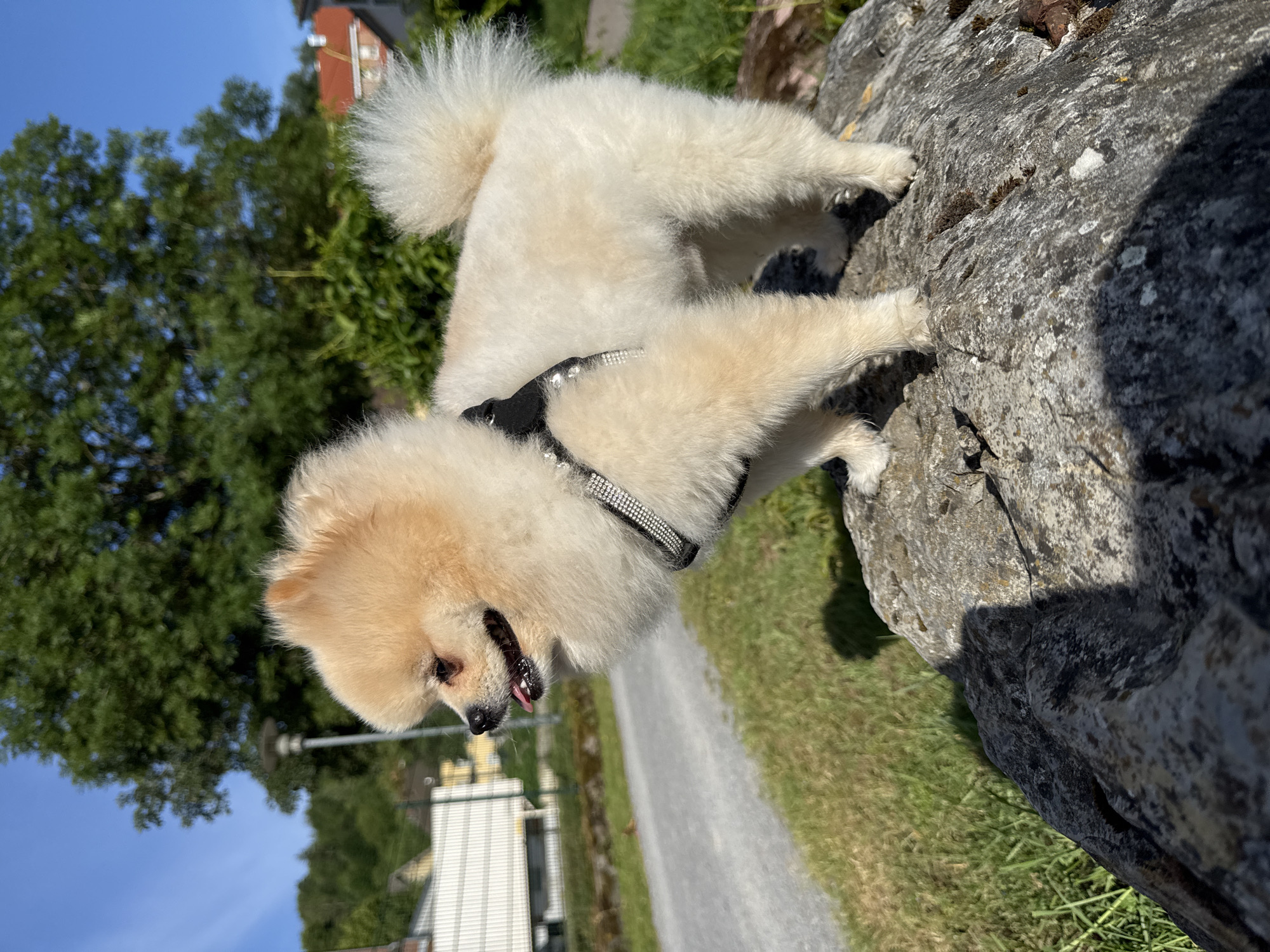A light cream and light brown Pomeranian dog, wearing a black harness with two rows of sparkling rhinestones, stands on a large, textured gray rock in Bietigheim-Bissingen, Germany. The dog is positioned with its body facing towards the left, head slightly turned, and its tongue partially visible. Its fluffy tail is curled over its back. The rock is uneven and shows patches of lighter lichen. To the left and foreground, green grass is visible. A paved path or road extends diagonally from the left mid-ground towards the background. Beyond the path, a metal fence runs horizontally, separating it from white-sided buildings with dark roofs. A gray lamppost is situated behind the fence on the left side. The background features dense green foliage from trees and bushes, with parts of residential buildings featuring red tiled roofs visible on the right. The sky is clear and bright blue, and direct sunlight illuminates the scene, casting shadows on the rock and grass.