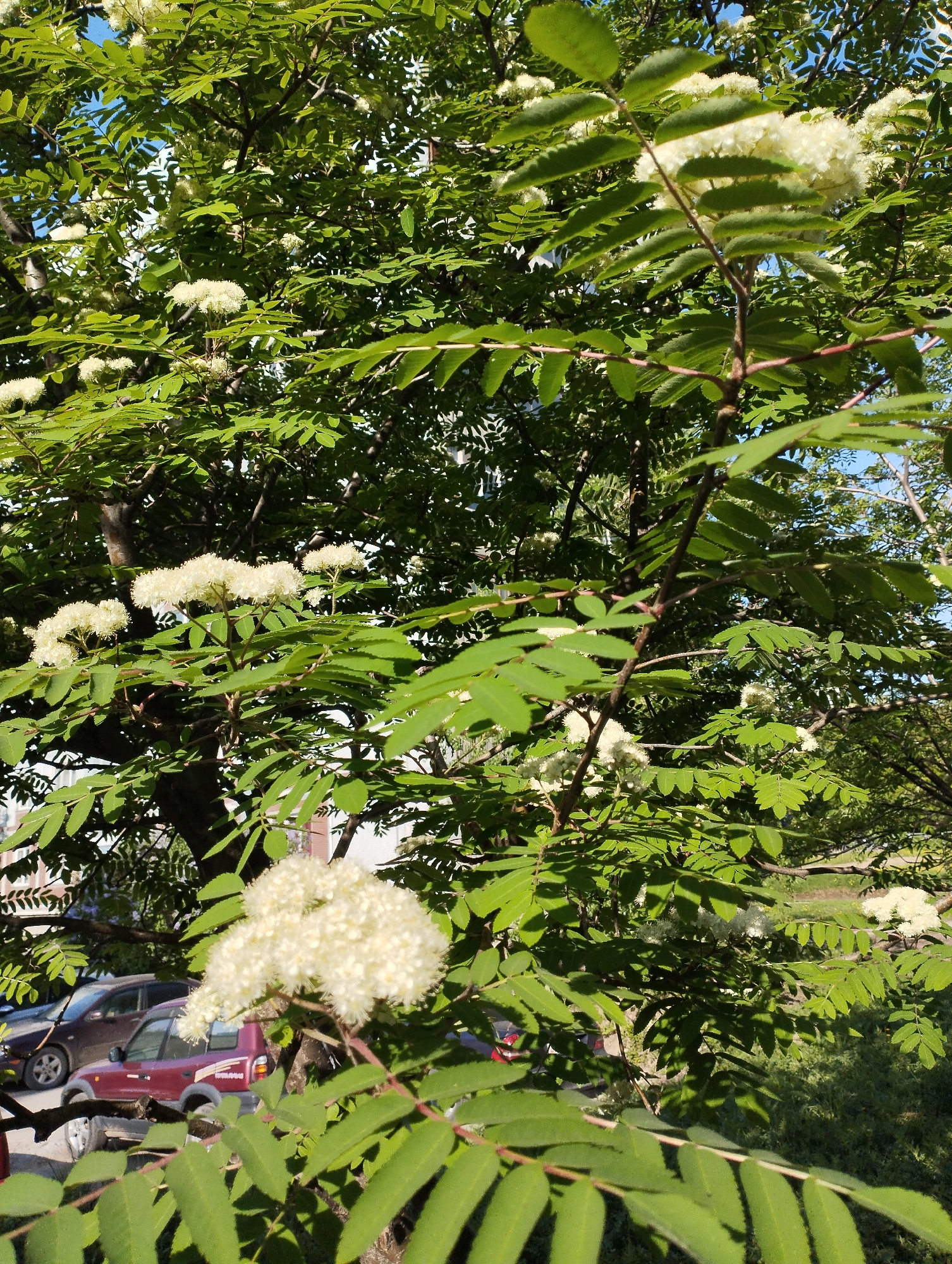 The image shows a tree with green leaves and white flowers in Novosibirsk, Russia. The tree fills most of the frame. A red SUV and a dark-colored car are visible in the background, partially obscured by the tree branches and foliage. The sky is partly visible through the tree branches. There are buildings in the background as well. The general environment suggests an urban setting with trees planted near a street or parking area.