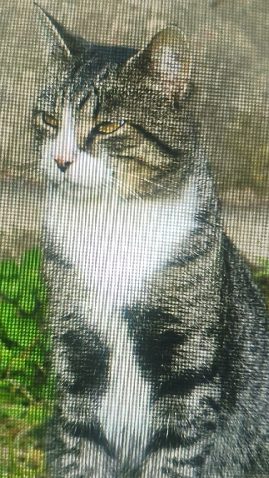 A tabby cat with white markings sits outdoors. The cat has green eyes, a white chest and muzzle, and grey and black striped fur. It is looking to its left. In the background, there is green foliage and a stone wall. The location is Mehnatabad, Uzbekistan.
