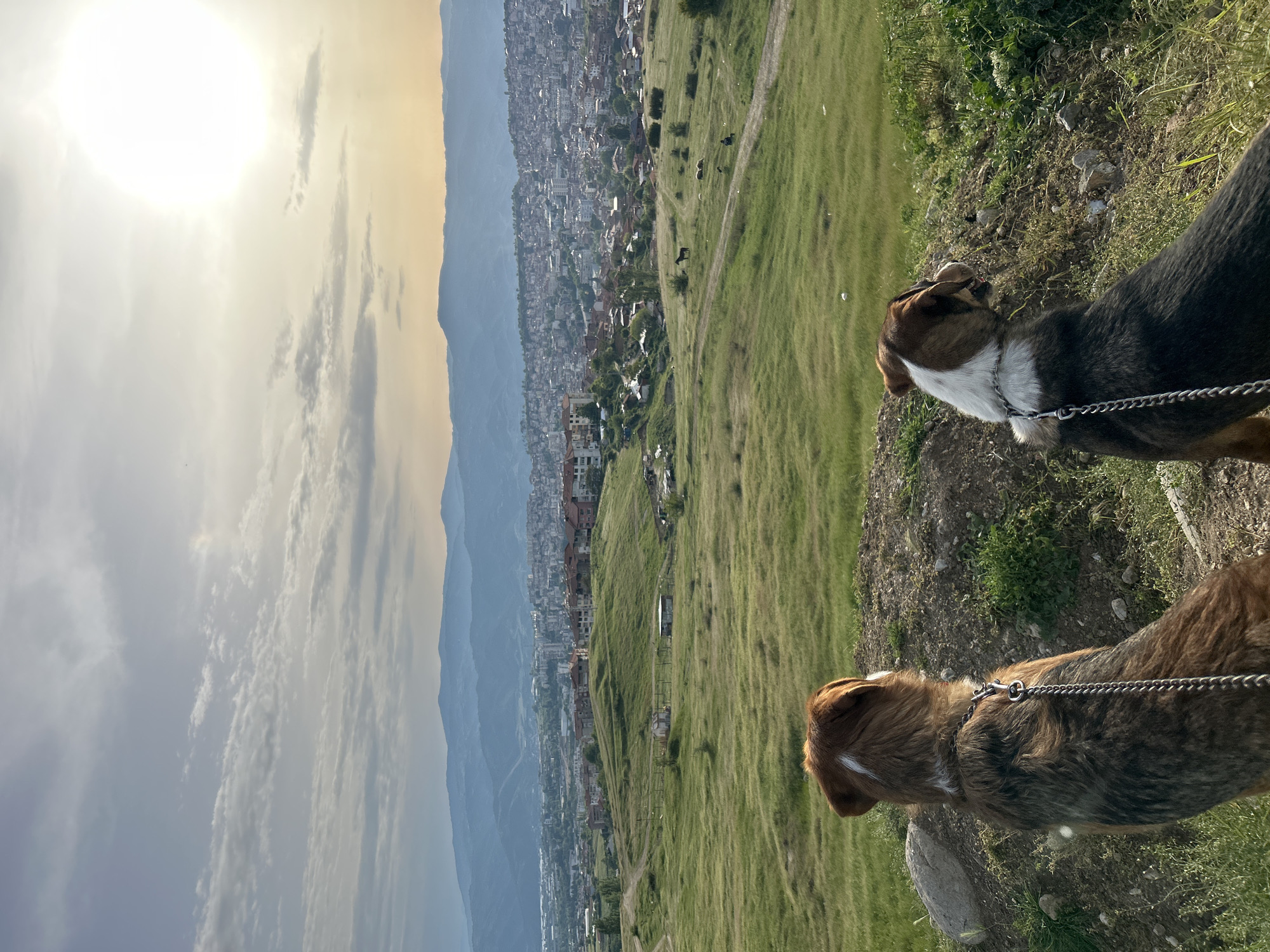 Two dogs stand on a grassy hillside overlooking a city. The dogs are on leashes. One dog is brown and the other is black and white. In the distance, a city lies among mountains. The sky is cloudy and the sun is shining. The location is likely Polenitsa, Bulgaria.