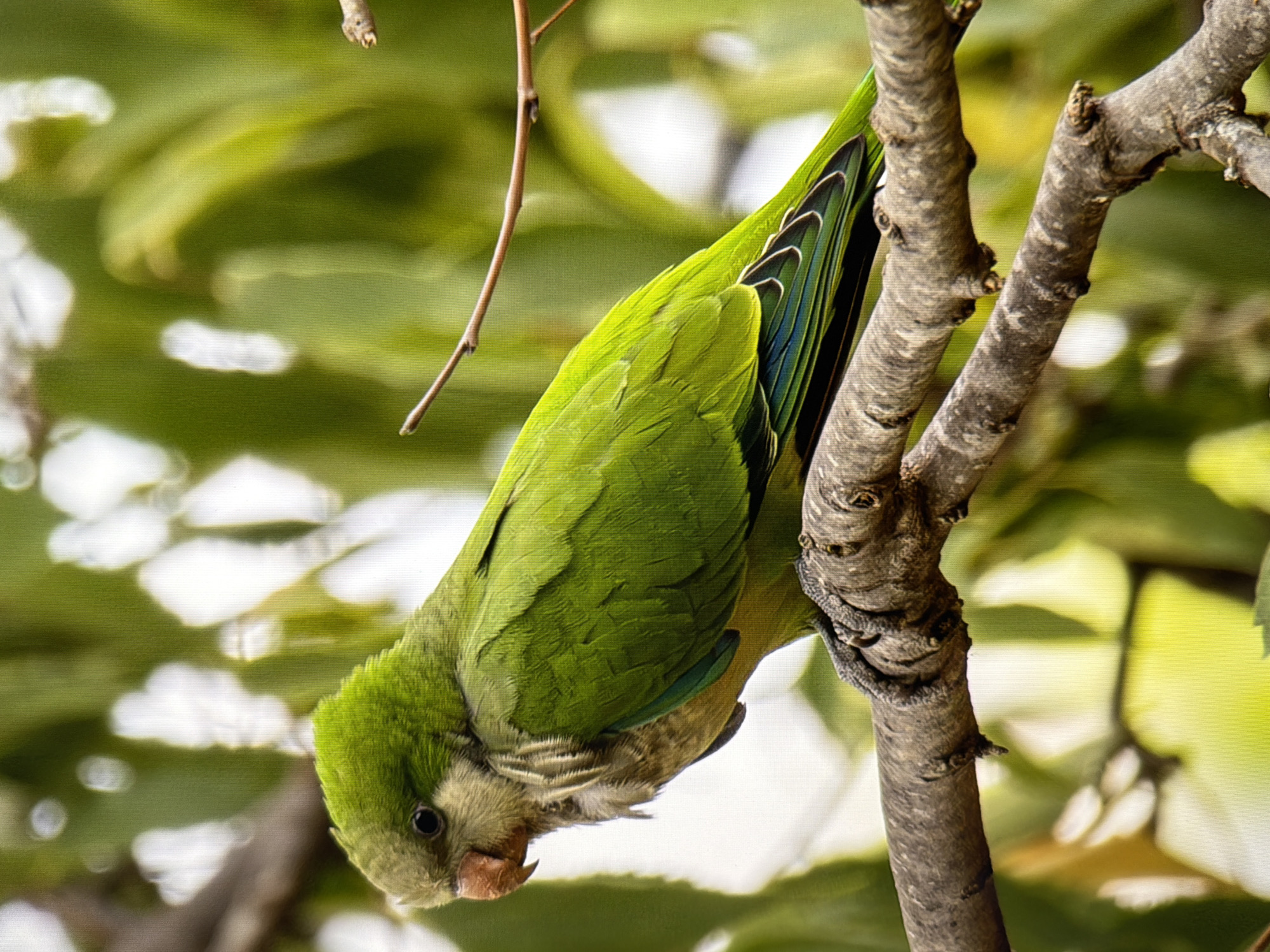 A monk parakeet, a small green parrot, is perched on a textured brown tree branch. The bird is facing left, with its head slightly turned towards the viewer. Its plumage is predominantly a bright green, with hints of blue and black on its wings and tail feathers. The background is a soft blur of green leaves and bright white light, suggesting it is outdoors in daylight, possibly in a park or garden. The image does not provide any specific information or context to place it within the city of Kyiv, Ukraine.