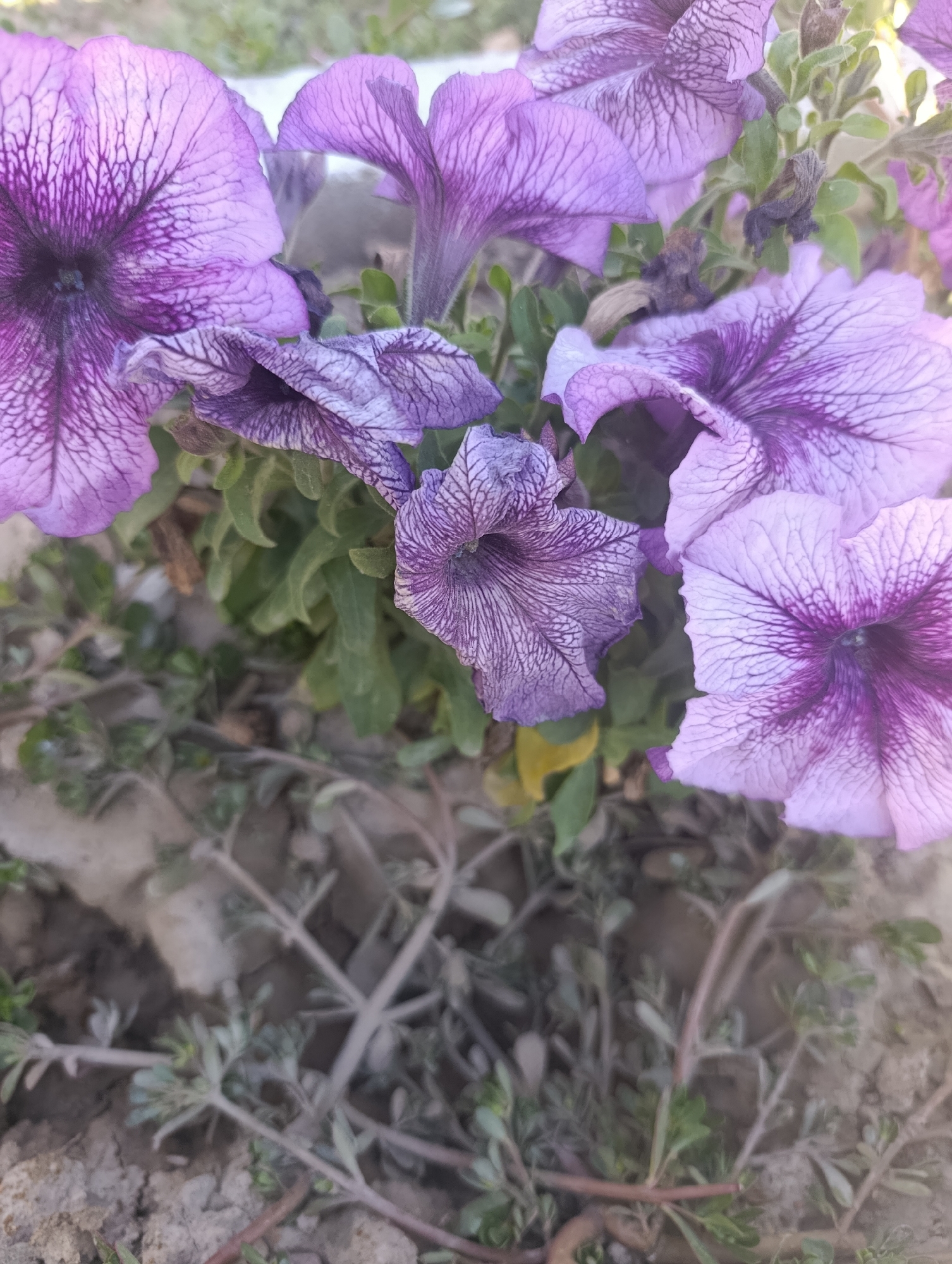 This is a close-up, eye-level shot of purple petunias growing in the ground in Kochkor, Kyrgyzstan. The flowers, with their prominent dark purple veining against a lighter purple background, are the primary subjects. Some petals appear slightly wilted or dried. The background consists of dry soil, small green plants, and blurred foliage, indicating an outdoor environment. There are no people or animals visible in the image. The lighting suggests it is daytime.