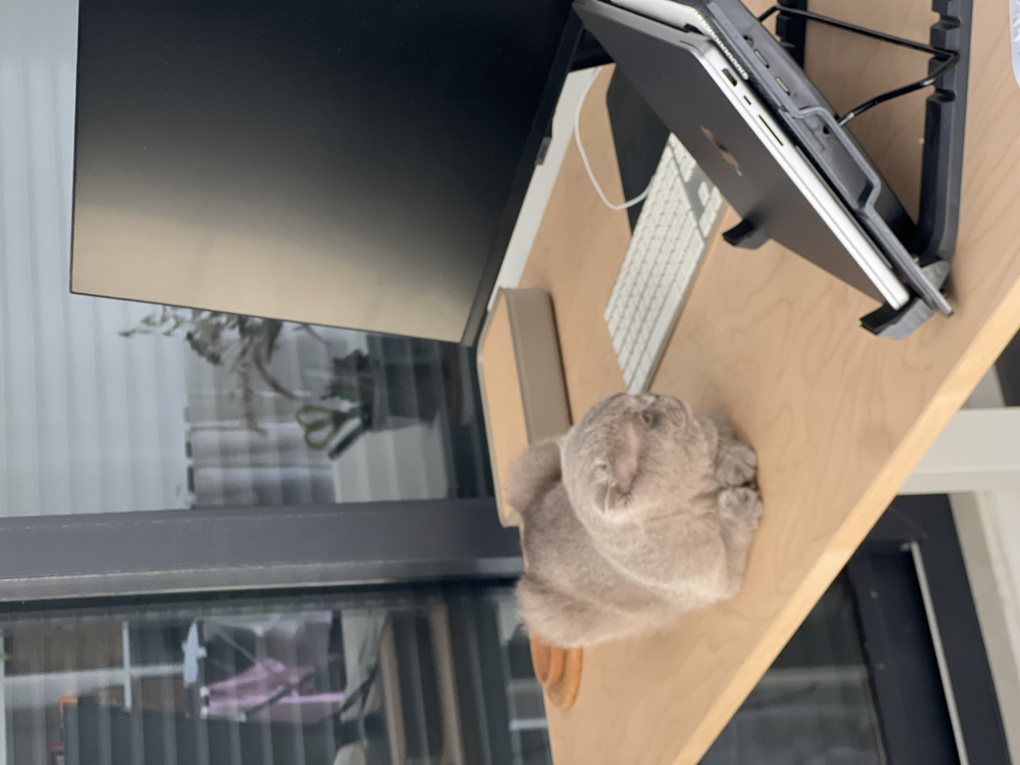 A light brown Scottish Fold cat is curled up on a light brown wooden desk. To the right of the cat, a white keyboard is visible, and further right, a laptop is propped open on a black stand. A large black computer monitor is positioned behind the keyboard and laptop. A light beige box sits to the left of the monitor. In the background, a window with horizontal blinds shows a glimpse of an indoor scene with shelves and what appear to be rolled items, possibly fabric rolls. The cat is the primary subject in the foreground. The overall scene suggests a home office or workspace. There is no identifiable information about the city of Aksu, Turkey.