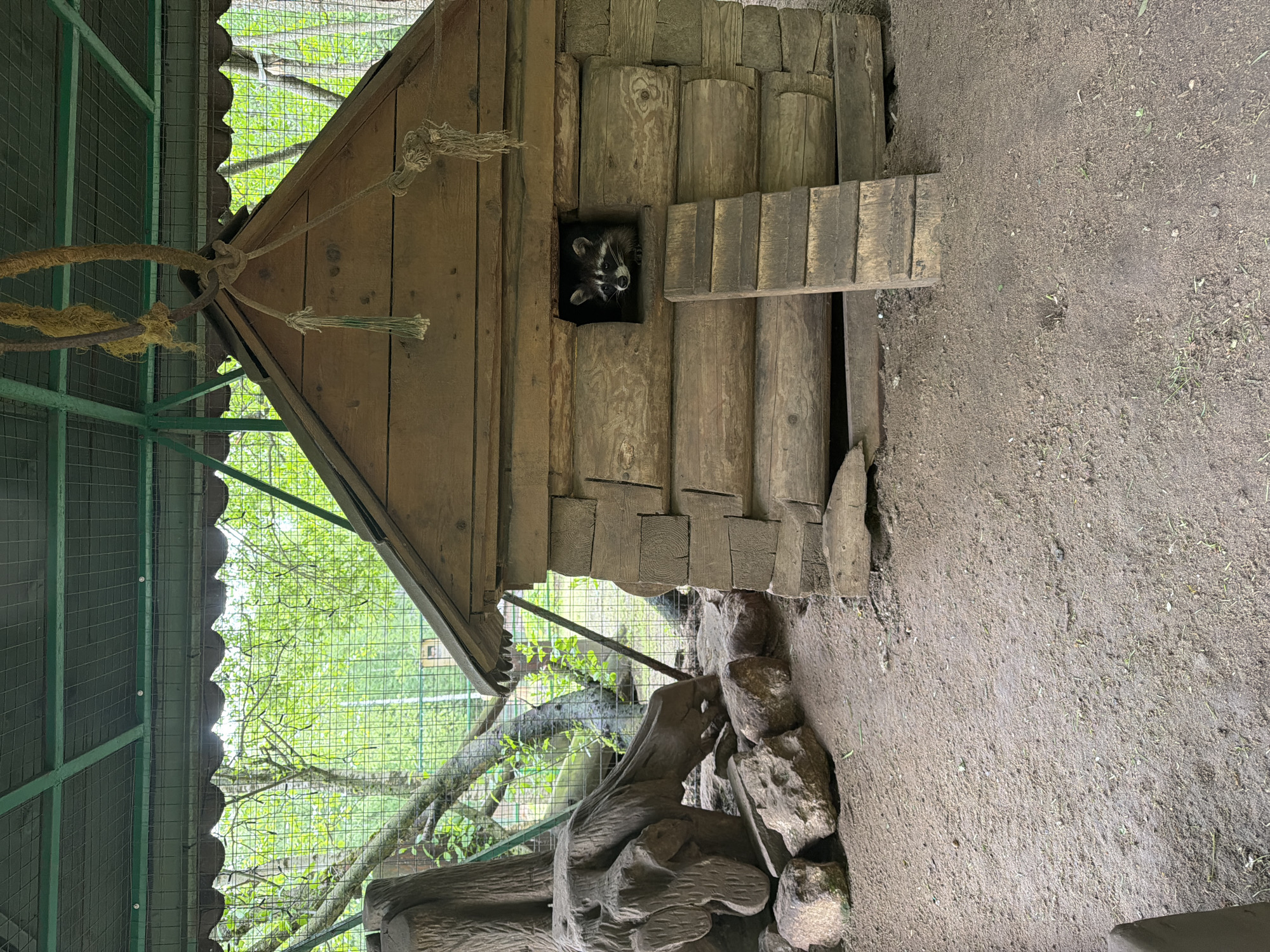 The image shows a wooden structure with a raccoon peering out of a small window. The structure is located in an enclosure with a wire mesh roof, suggesting it is part of a zoo or animal sanctuary. The ground is dirt, and there are rocks and branches nearby. Based on the location provided, this is likely in or near the city of Zaplav'e, Russia. There are no people visible in the image, and the primary subject is the raccoon in its enclosure.
