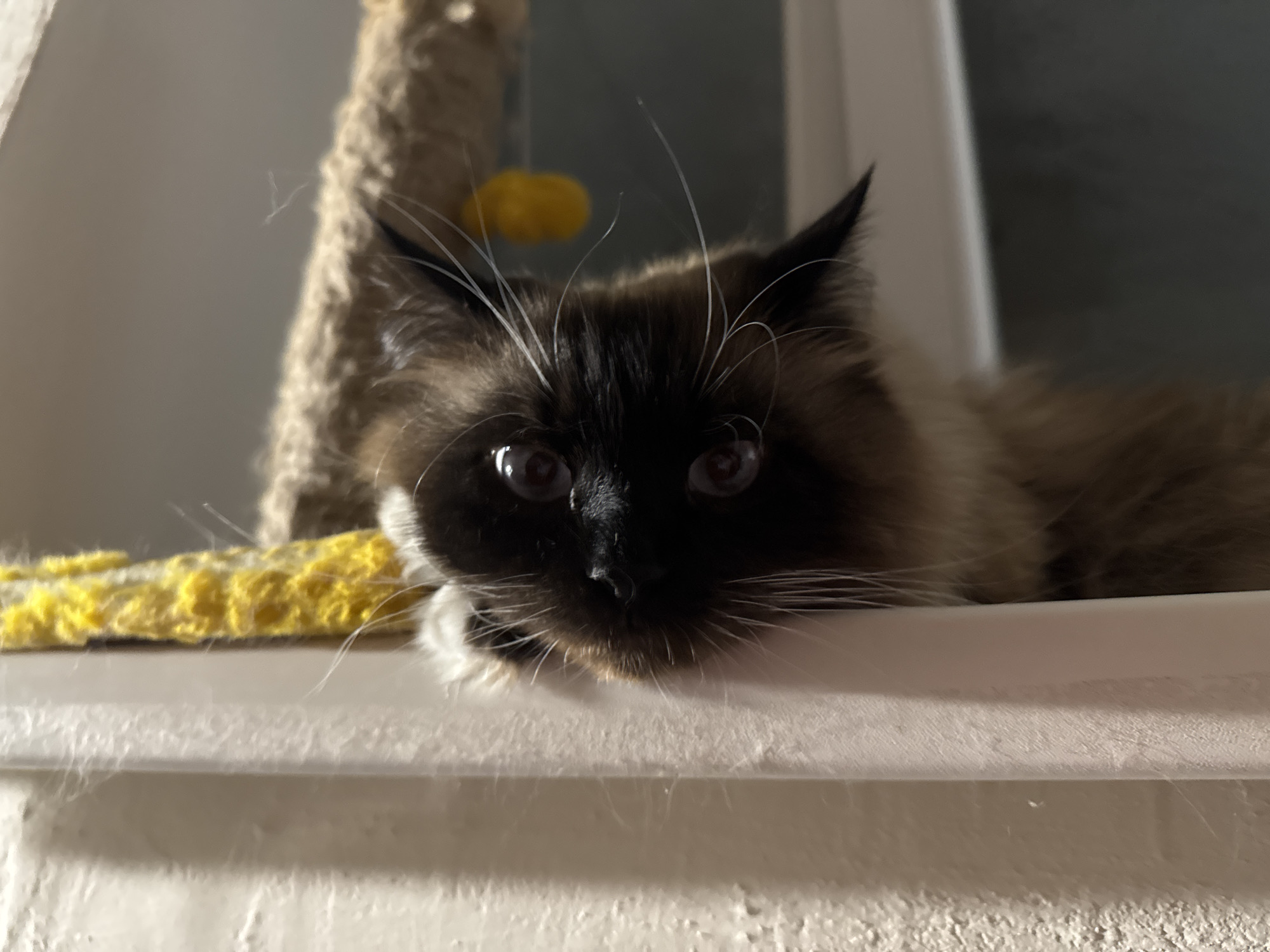 A fluffy, dark-faced Siamese cat with big, dark eyes is resting its chin on a white ledge. The cat's body is mostly out of frame, but its head and front paws are visible. Behind the cat, a textured, light brown scratching post with a yellow toy hangs. A yellow, textured fabric is draped over the ledge in front of the cat. The background is out of focus, with a neutral gray wall and a white vertical object. The scene appears to be indoors, possibly near a window, given the lighting. The image was taken at an eye-level perspective.