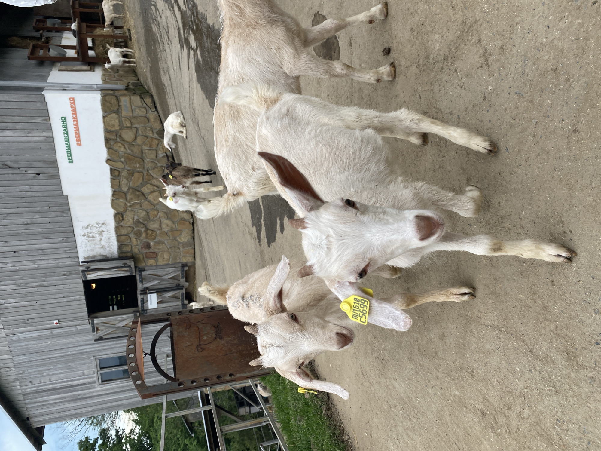 The image shows a group of white goats at #ФЕРМАЕКЗАРХО in Прогресс, Russia. Two goats are in the foreground, with a yellow tag visible on the ear of one. Other goats are visible in the background. The environment includes a stone wall, a wooden barn-like structure, and a metal gate. The ground is concrete.