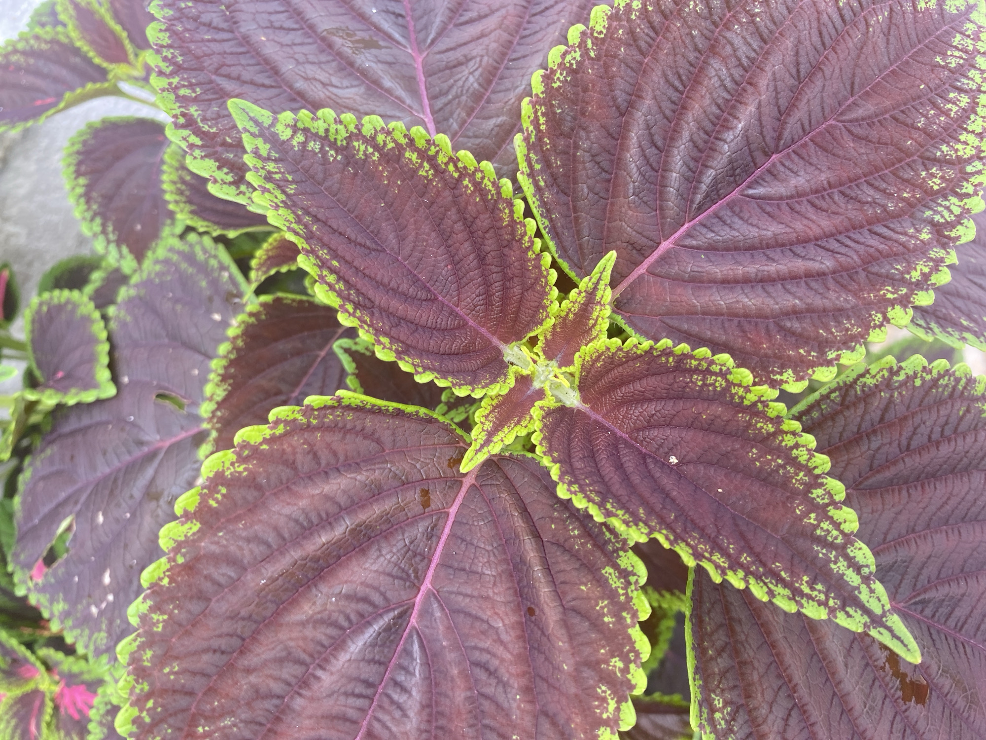 The image is a close-up, overhead shot of several coleus leaves. The leaves are large and ovate, with serrated edges. They are predominantly a deep burgundy color, with prominent purple veins. The edges of the leaves are lined with a vibrant lime green. Some of the green on the edges appears mottled with speckles of the burgundy color. The surface of the leaves has a textured, almost wrinkled appearance. In the center of the image, several leaves converge, showing their pointed tips and the intricate network of veins. A few small water droplets are visible on the surface of some leaves, suggesting recent watering or dew. The background is softly blurred, with hints of gray and green, but is not distinct enough to provide specific location cues. There is no text visible in the image. The lighting suggests it is daytime, and the focus on the leaves implies a natural setting, possibly a garden or a plant indoors. The overall impression is one of vibrant natural color and botanical detail.
