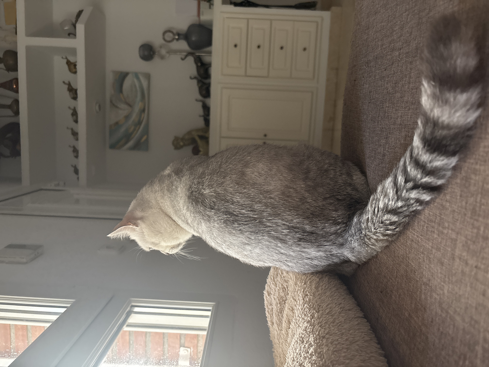 An indoor scene, likely a living room, shows a silver-gray cat sitting on a brown upholstered surface. The cat is facing away from the camera, looking out a window to the left. The window has a white frame and shows a brick wall outside, with some condensation on the glass. To the right of the cat, in the background, is a white cabinet with drawers and doors, topped with various decorative items, including small figurines of elephants and a dark-colored vase. A painting with abstract blue and gold swirls hangs on the wall above the cabinet. The cat has a long, bushy tail with dark gray stripes. The overall lighting suggests it is daytime, with light streaming in from the window. The specific location in Orihuela, Spain cannot be determined from the visual information provided.