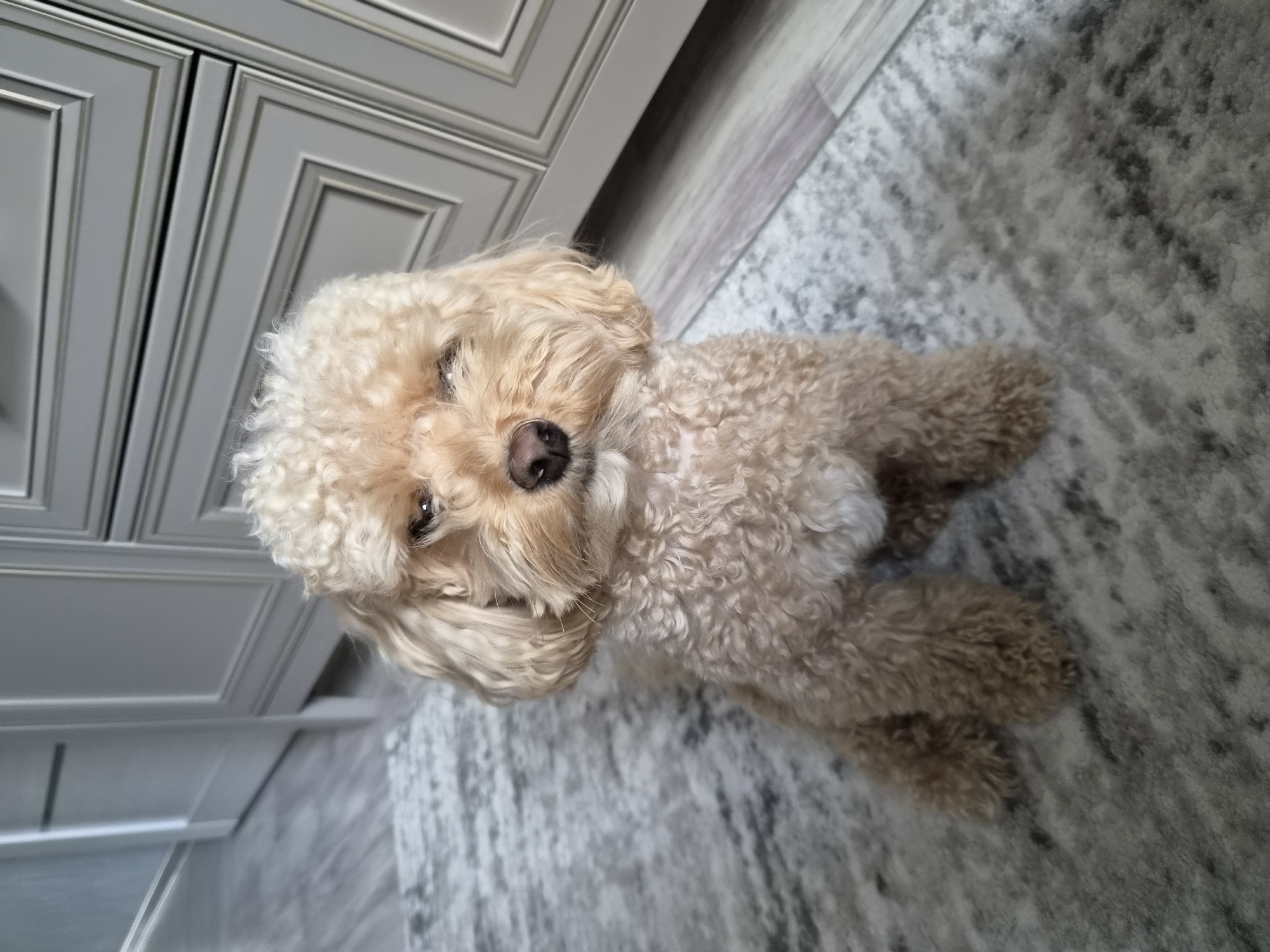 A light brown toy poodle sits on a grey and white patterned rug in front of light grey kitchen cabinets. The dog has curly fur, floppy ears, and a dark nose. Its eyes are partially closed. The cabinets have a classic paneled design. The floor surrounding the rug appears to be light wood laminate. The scene is well-lit, suggesting an indoor setting. The image does not contain any specific markers to indicate its location within Cherepovets, Russia, or any other city.