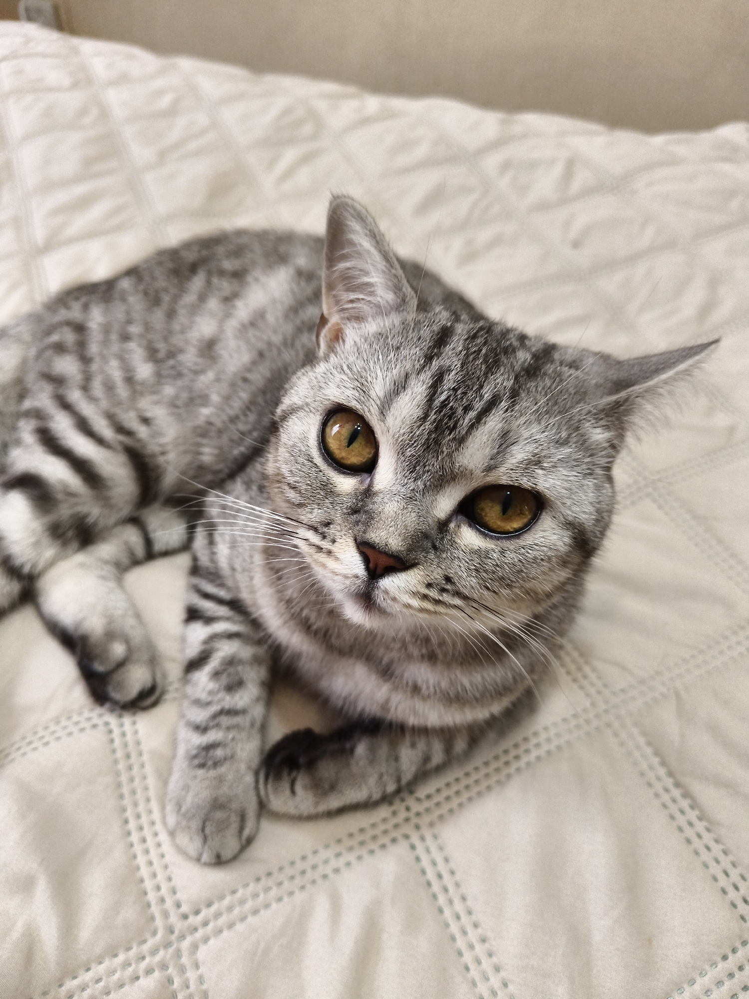 The image shows a close-up of a silver tabby cat lying on a cream-colored, quilted bedspread. The cat is positioned in the center of the frame, facing the camera with its head slightly tilted. Its fur has a distinctive striped pattern, and its eyes are a striking amber color. The cat's ears are perked up, and its whiskers are prominent. The background consists of the soft texture of the bedspread, which has a diamond-shaped quilting pattern. The lighting appears to be soft and diffused, suggesting an indoor setting, possibly during the daytime. The overall mood of the image is calm and relaxed, as the cat seems to be resting comfortably. There is no visible text in the image.