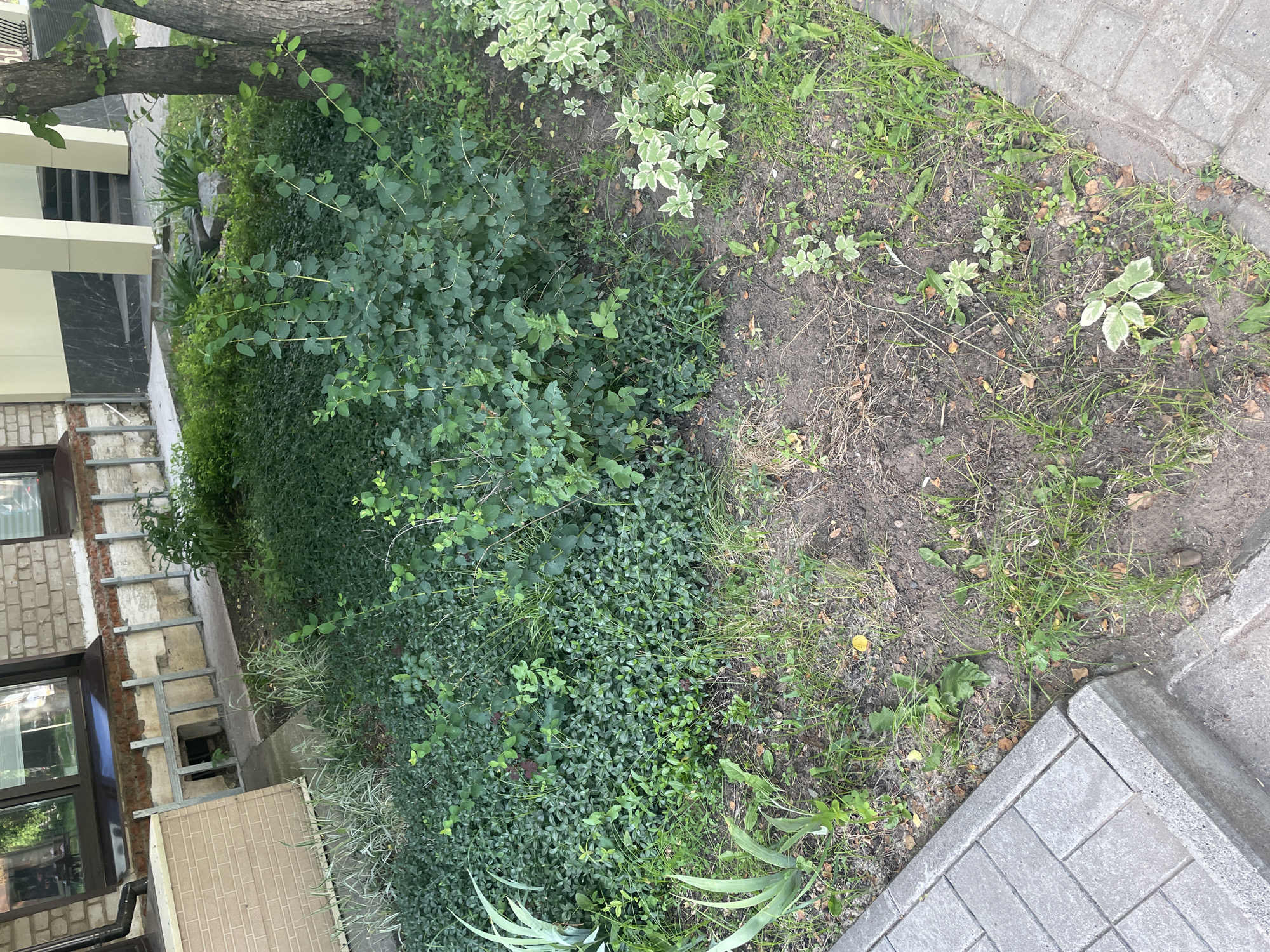 This is a ground-level, outdoor, eye-level shot of a small green space adjacent to a building. The building has a brick facade on the lower portion and a lighter-colored upper section. In the foreground, grey interlocking pavers are visible, forming a walkway or patio area. The green space contains various types of vegetation, including low-lying ground cover, bushes with dense foliage, and some ornamental plants with variegated leaves. There are also some scattered dry leaves and bare patches of soil. A mature tree trunk is visible on the right side of the frame. The scene appears to be located in a residential or urban setting, possibly in Chaikovsky, Russia, given the context. There are no people or animals visible in the image.