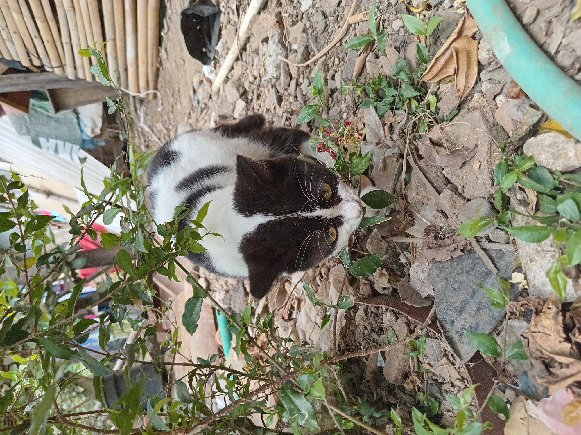 A black and white cat is partially obscured by green foliage, its head lowered as if sniffing the ground. The cat has yellow eyes and white whiskers. It is situated in a rough, outdoor environment characterized by scattered rocks, dry leaves, and some discarded debris. In the background, there are hints of bamboo structures, corrugated metal sheeting, and laundry hanging. The scene appears to be in an unpaved area, possibly a yard or alleyway, within the village of Claket, Indonesia. The lighting suggests it is daytime.