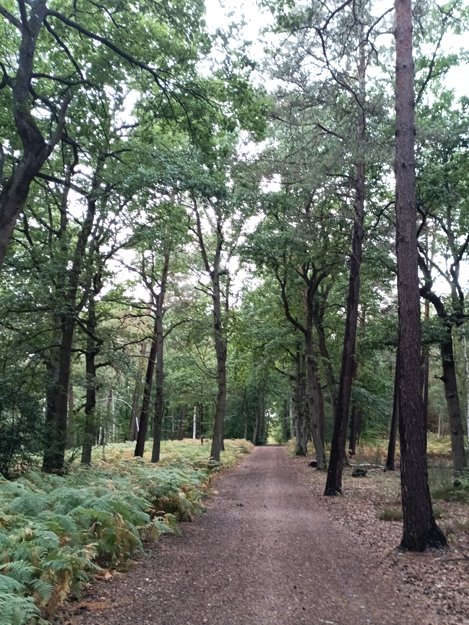 The image shows a dirt path leading through a forest. The path is bordered on the left by a dense growth of ferns and on the right by trees. The trees are tall and have green leaves, with some bare branches visible. The sky is overcast. The ground is covered with dirt and fallen leaves. The scene appears to be in a natural, outdoor setting.
