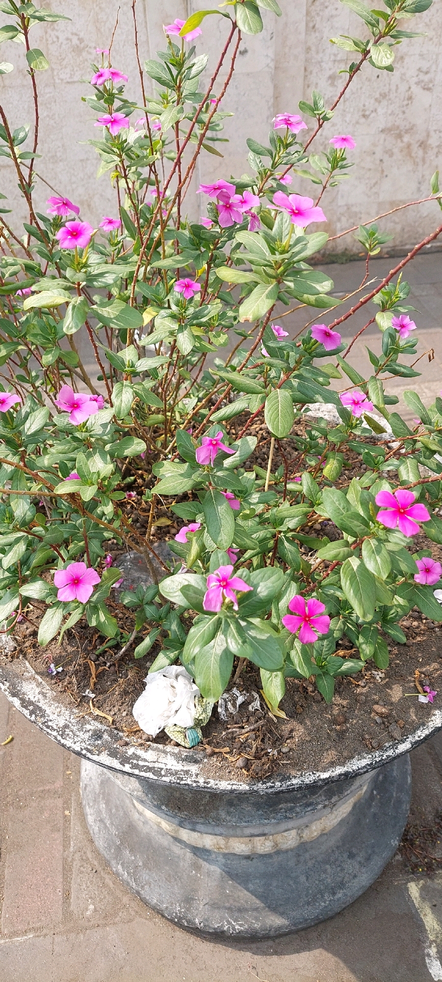 In an outdoor scene, a potted plant with numerous bright pink flowers and green leaves sits in a weathered concrete planter. The planter has a rough, textured surface and a thick rim, with some dirt and debris visible inside. The plant itself is bushy, with thin, reddish-brown stems and oval-shaped leaves. The flowers are five-petaled and star-shaped, with some petals appearing slightly darker than others. The background consists of a textured, light-colored wall and a brick-paved surface. There is no indication of any people or specific actions occurring in the scene.