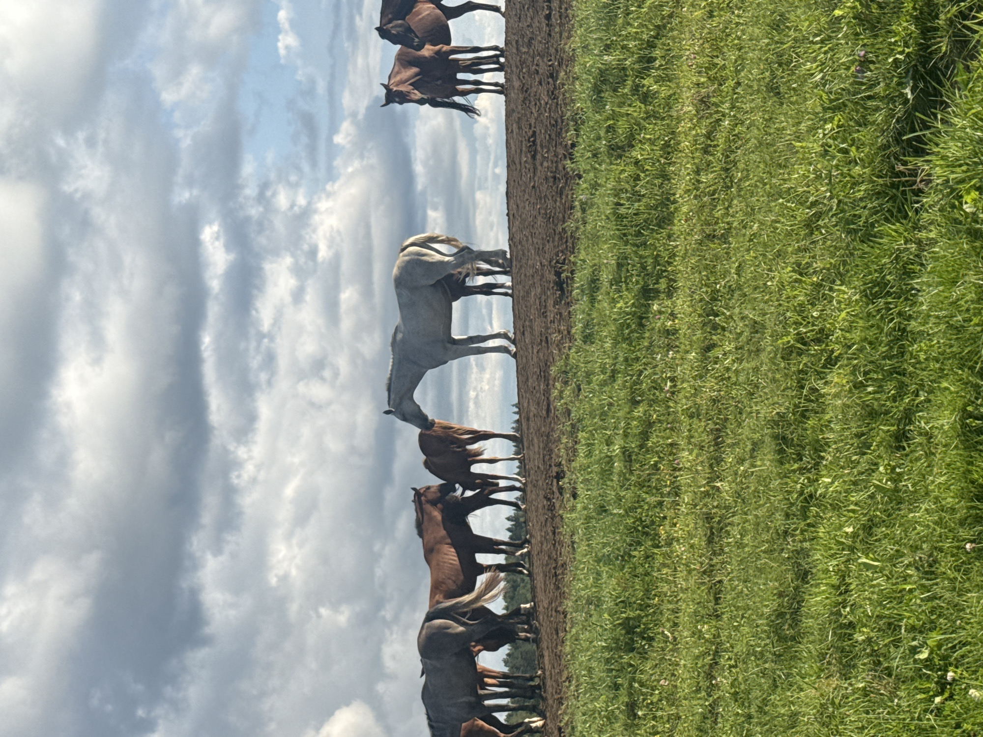 In Galinė, Lithuania, a herd of horses stands on a muddy embankment under a cloudy sky. The horses are a mix of brown and gray, with varying sizes and ages, some appearing to be foals. They are gathered together, with some nudging and interacting with each other. The foreground is a field of green grass, suggesting a rural or pastoral setting. The lighting suggests it is daytime, but the overcast conditions create a diffused light.