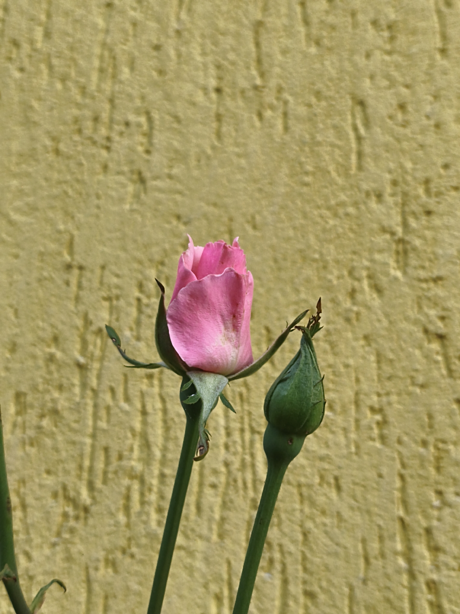 A pink rosebud and a green rosebud are shown against a textured yellow wall. The pink rosebud is partially open, with delicate petals unfurling. The green rosebud is tightly closed. Both are on green stems. The scene is photographed outdoors, likely in a garden or yard. The image is focused on the roses, with the wall serving as a backdrop. There are no people or animals visible. The lighting appears to be natural daylight. The location of Steblivka, Ukraine is not evident from the image itself.