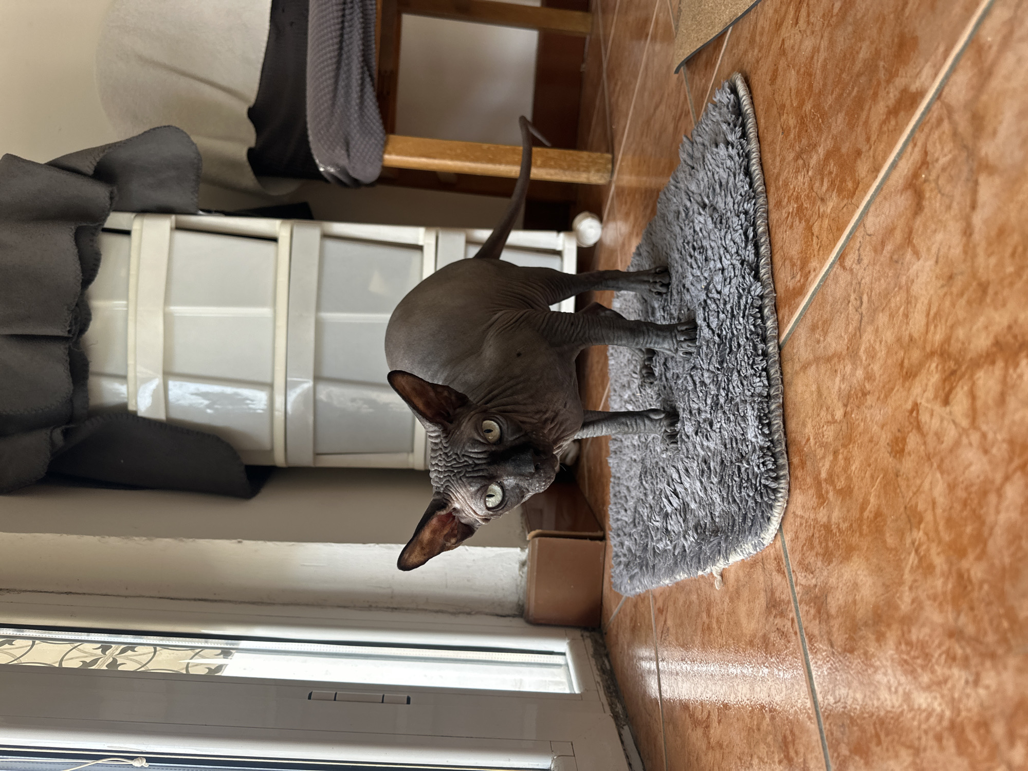 A dark grey Sphynx cat with prominent ears and bright green eyes is the central subject of this indoor, high-angle shot. The cat is standing on a textured, shaggy grey rug, with its body partially turned away from the viewer but its head angled to look directly at the camera. Its front paws are on the rug, and its wrinkled skin is visible.
The floor is covered in warm reddish-brown tiles with lighter grout lines. To the left of the cat, a white multi-drawer plastic unit or cabinet is visible, with some grey fabric draped over it. Behind the cat, a wooden object, possibly a stool or chair leg, can be seen, along with a small white round object on the floor. A white window frame and sill are present in the foreground and to the left, suggesting natural light is entering the room. A small brown box is also on the floor to the right of the cat's head. The overall setting appears to be a brightly lit interior space, possibly a utility room or bathroom, given the tiled floor and rug. No visible text is present in the image.