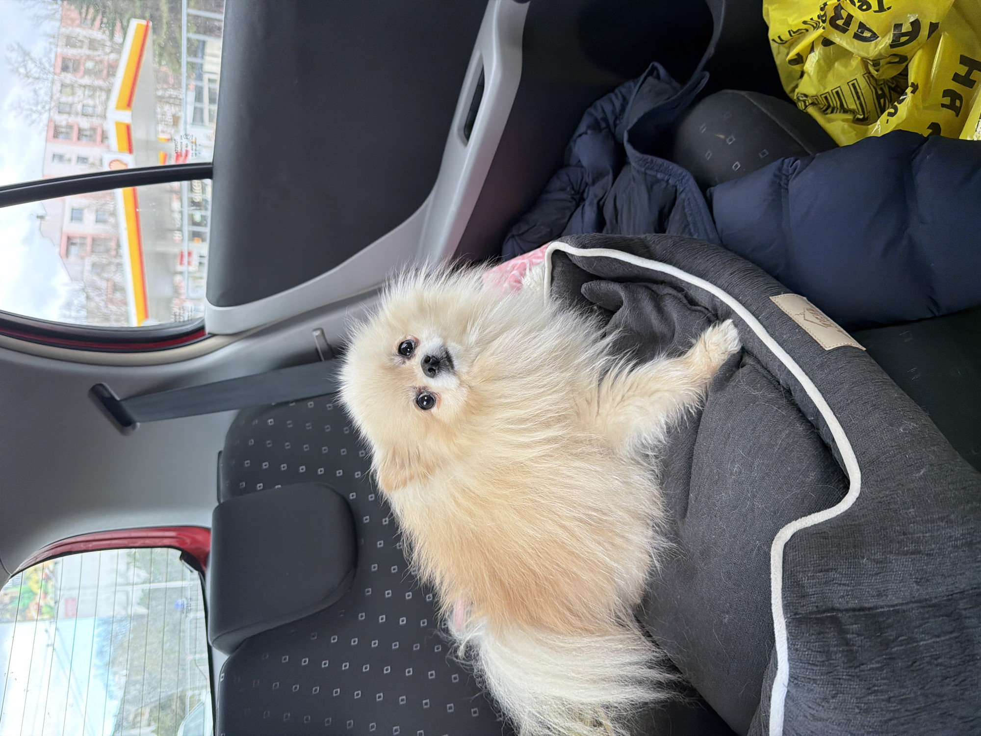 A small, cream-colored Pomeranian dog lies in a gray dog bed placed on the back seat of a car. Beside the dog bed, on the seat, are a dark blue puffy jacket and a crumpled yellow plastic bag with black lettering. Outside the car window, across a street, the Shell gas station sign is visible, indicating the scene is likely in Varna, Bulgaria, given the presence of the yellow plastic bag with Cyrillic lettering, a common sight in Bulgaria. The car interior is gray and black, with the seatbelt mechanism visible in the upper left. The car is likely stopped near the Shell gas station in Varna.