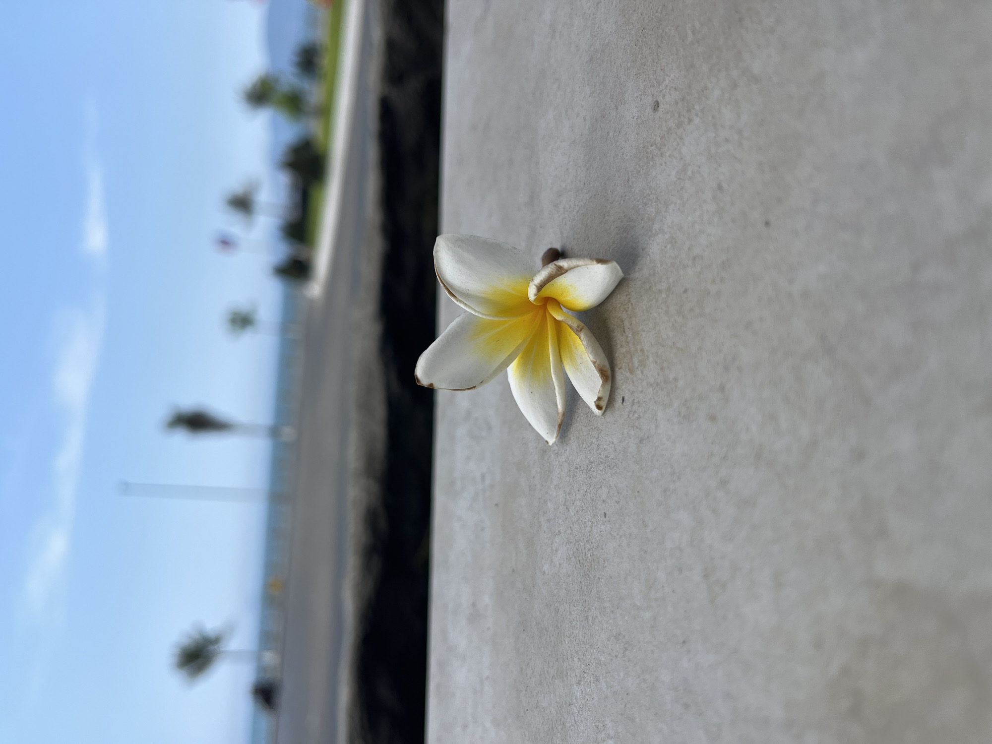 The image displays a white and yellow plumeria (frangipani) flower resting on a light gray, textured concrete or stone surface. The flower's petals show slight browning at their tips, indicating a natural state of having fallen or aged.
In the blurred background, a clear blue sky is prominent, suggesting a daytime scene with bright natural light. Faint, hazy clouds are visible in the distance. Below the sky, indistinct forms of palm trees, streetlights, and possibly other foliage or structures line what appears to be a road or pathway. A body of water, likely the sea, is visible in the far background, hinted by a lighter blue horizontal band.
The scene appears tranquil and still, with no human activity or specific event taking place beyond the natural state of the flower. The presence of the plumeria flower, palm trees, and coastal hints are consistent with the provided location context of Bac Nha Trang Ward, Vietnam, a known tropical region. There is no visible text in the image. The time of day is clearly daytime, and the weather is sunny and clear.