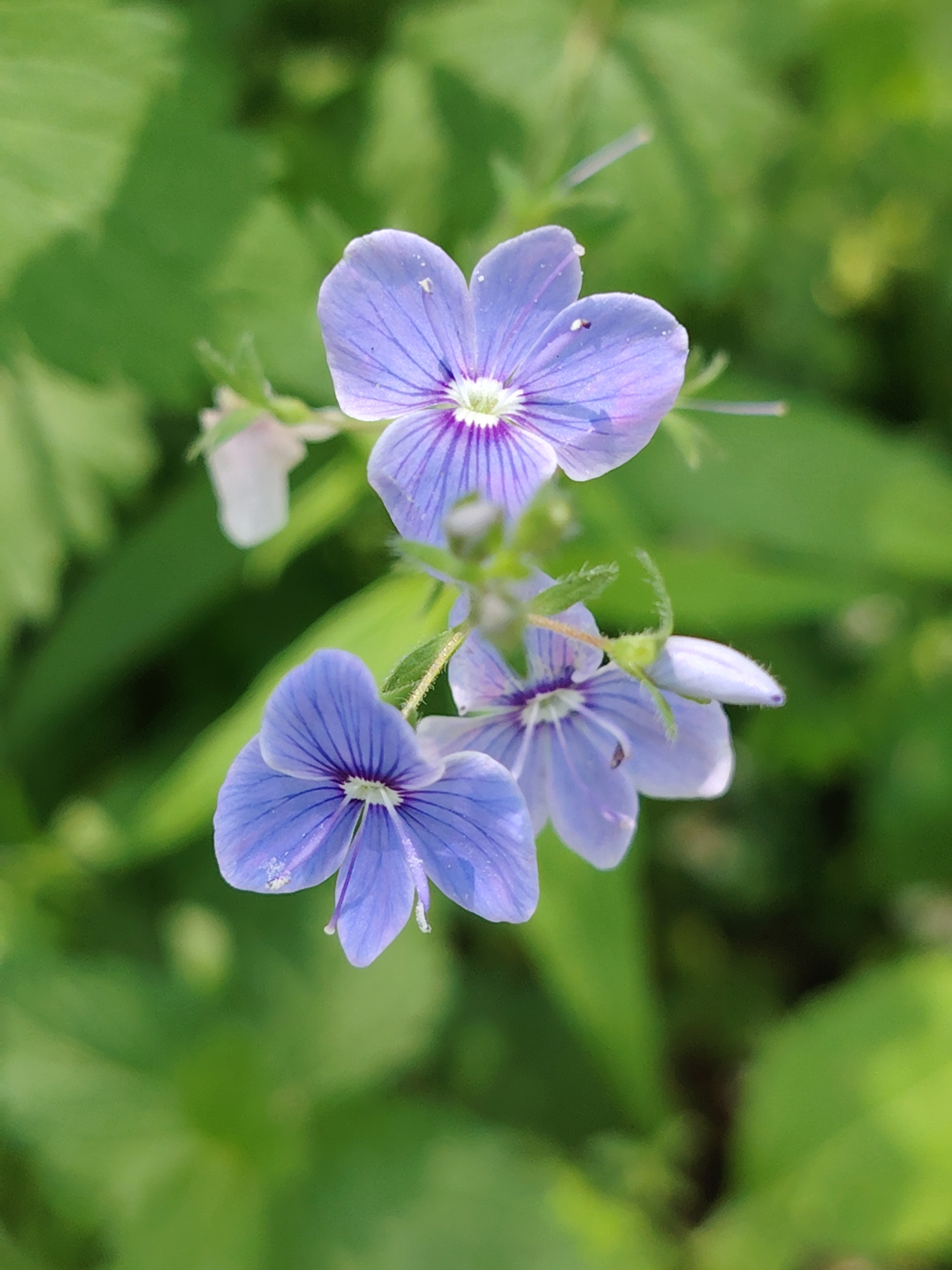 In a close-up, macro shot, a cluster of three delicate, pale blue flowers with purple veins is centered against a blurred green background. The flowers are in focus, showcasing their five petals and intricate veining. One flower is positioned at the top, facing slightly to the left, another is below and to the left, facing forward, and the third is to the right and slightly above the bottom flower, also facing forward. Small, thin stamens extend from the center of each flower. The environment appears to be a natural setting, likely a field or garden, with soft green foliage creating a bokeh effect behind the blossoms. The scene is devoid of human presence or any man-made structures, suggesting a peaceful, natural locale within the Бараўлянскі сельскі Савет, Belarus.