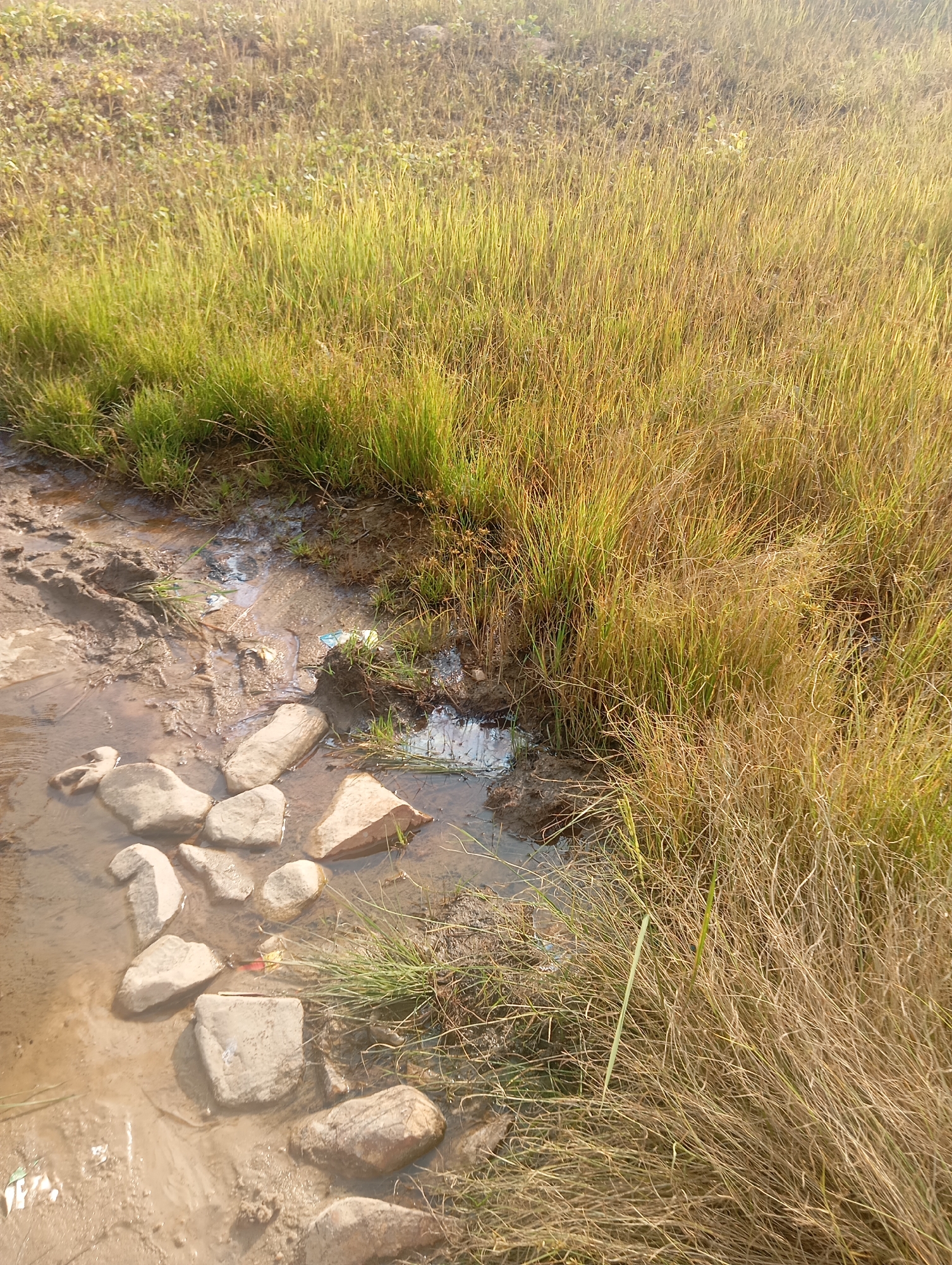 The image captures a muddy area with scattered rocks partially submerged in shallow water, bordered by dry and green grass. Tire tracks are visible in the mud. The scene appears to be an outdoor environment with natural vegetation. The specific location in Karsana 2, Nigeria, is not discernible from the visual information provided. There are no people or animals present in the image. The overall impression is one of a somewhat neglected or natural roadside or field.