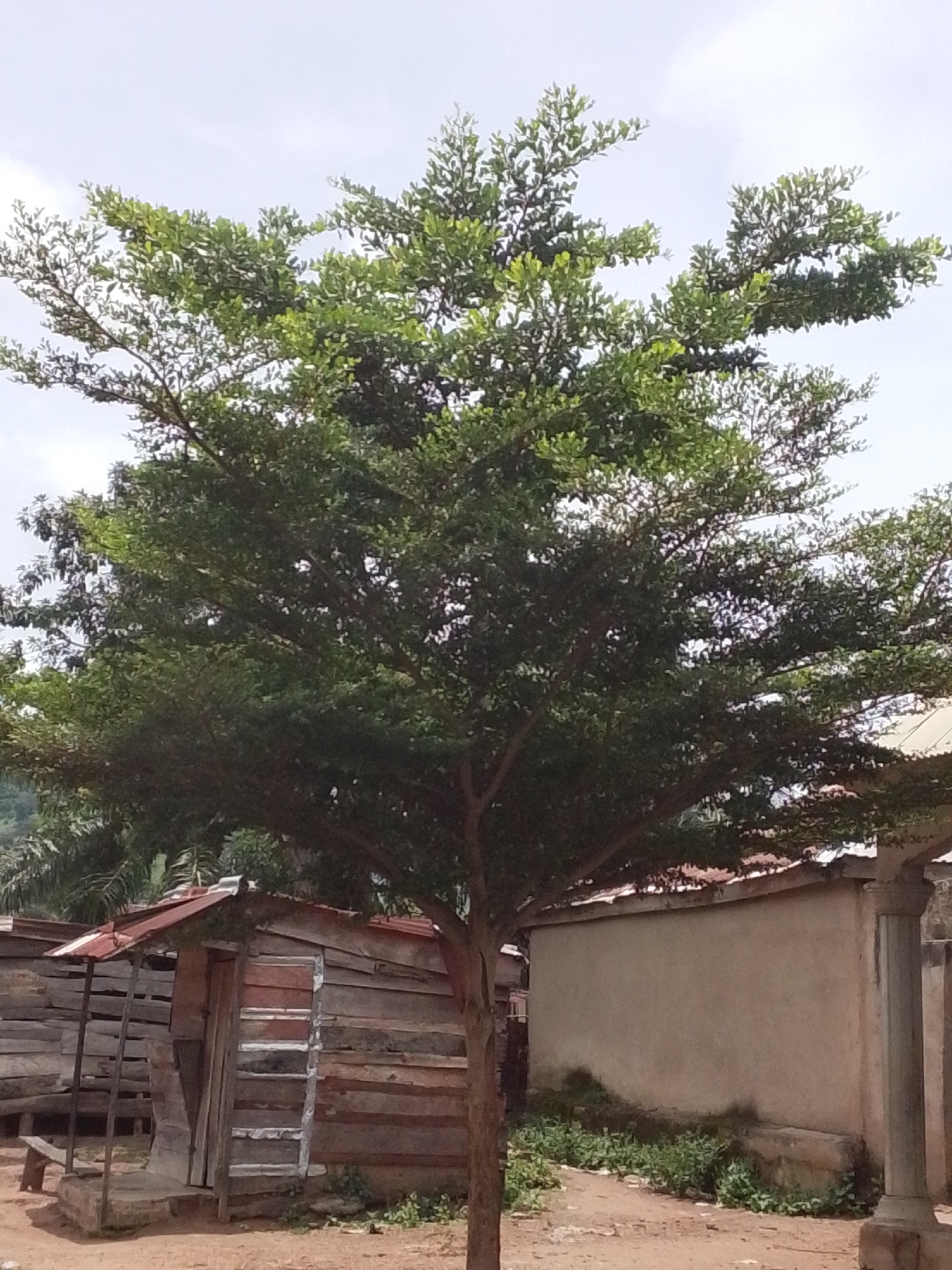 A full-shot image shows a large, leafy tree in the foreground. The tree has a thick trunk and branches that extend outwards, creating a full canopy of green leaves. The background features a series of structures, appearing to be houses or buildings. The closest structure to the left is a wooden shed with a rusted metal roof. To the right of the shed is a more substantial building with a smooth, light-colored wall. There is vegetation growing around the base of this building. The ground in front of the structures is reddish-brown dirt. The sky is overcast. The scene is located in the city of Serti, Nigeria.