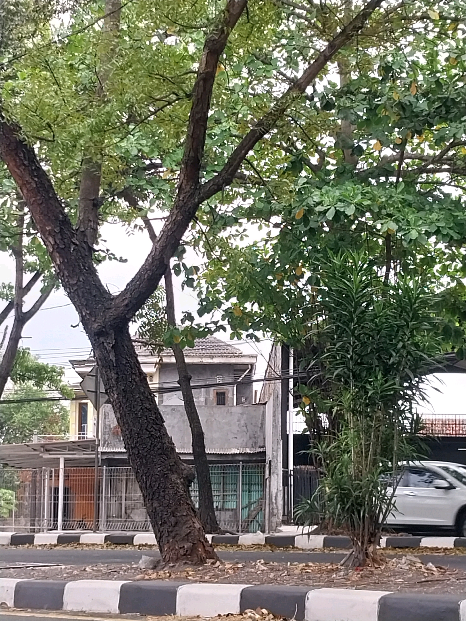 In Tamanmartani, Indonesia, a street scene unfolds with a foreground of a road bordered by a black and white striped curb. Beyond the curb, dry leaves are scattered on the ground. Dominating the mid-ground are several trees with rough bark and lush green foliage. The tree on the left leans diagonally towards the right. Behind the trees, a building with a gray, textured exterior is visible, featuring a corrugated metal roof and barred windows. A white car is partially seen driving on the road to the right of the frame. The sky above is overcast.