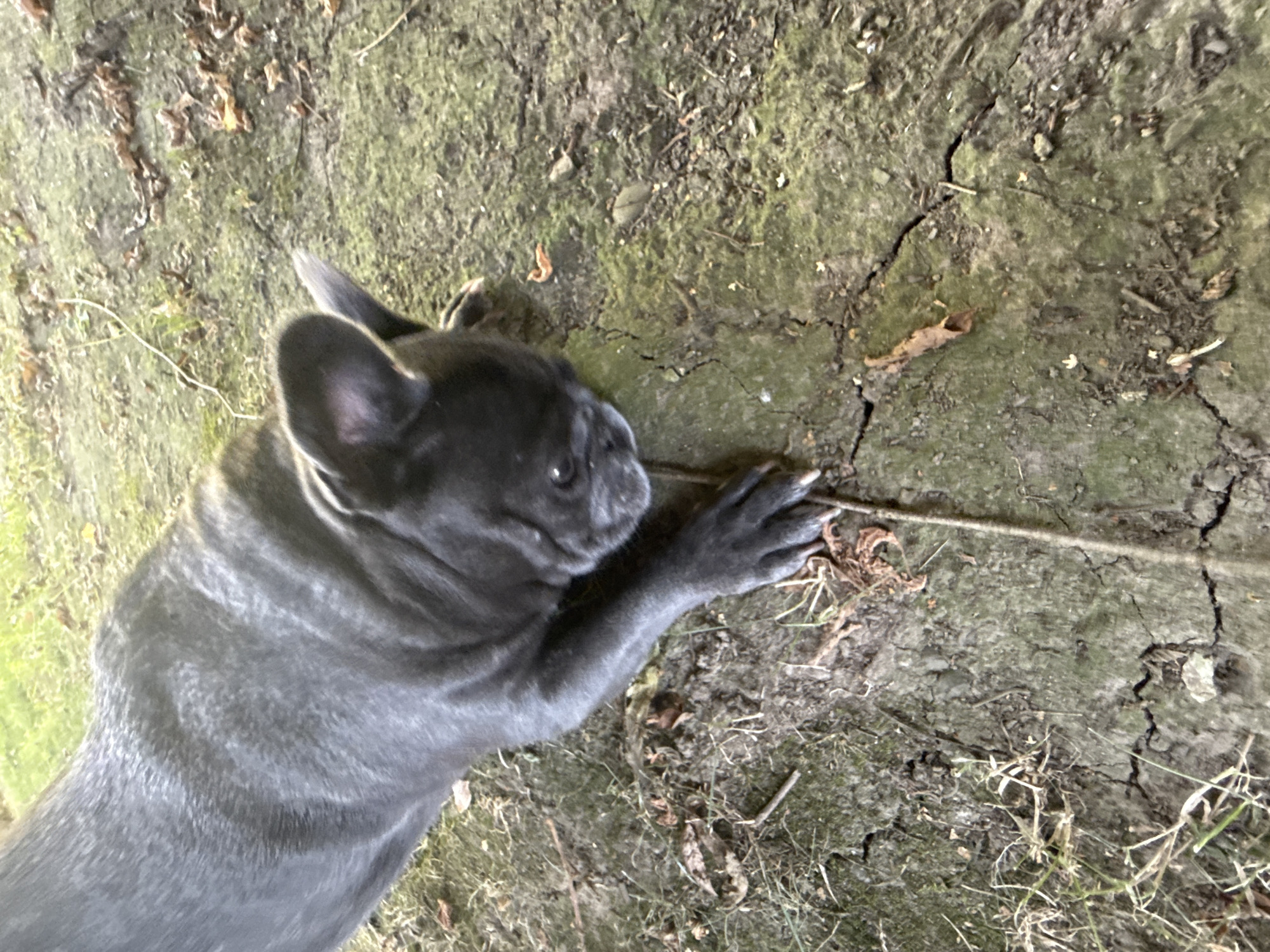 An adult French Bulldog with dark grey fur lies on damp, cracked soil, partially covered in moss and scattered dry leaves. The dog is facing downwards, its head lowered towards a thin twig that lies on the ground. Its front paws are extended, with one paw positioned near the twig. The background shows patchy grass and more scattered leaves. This scene appears to be in an outdoor area, possibly a backyard or park, within the town of Bad Sachsa, Germany.
