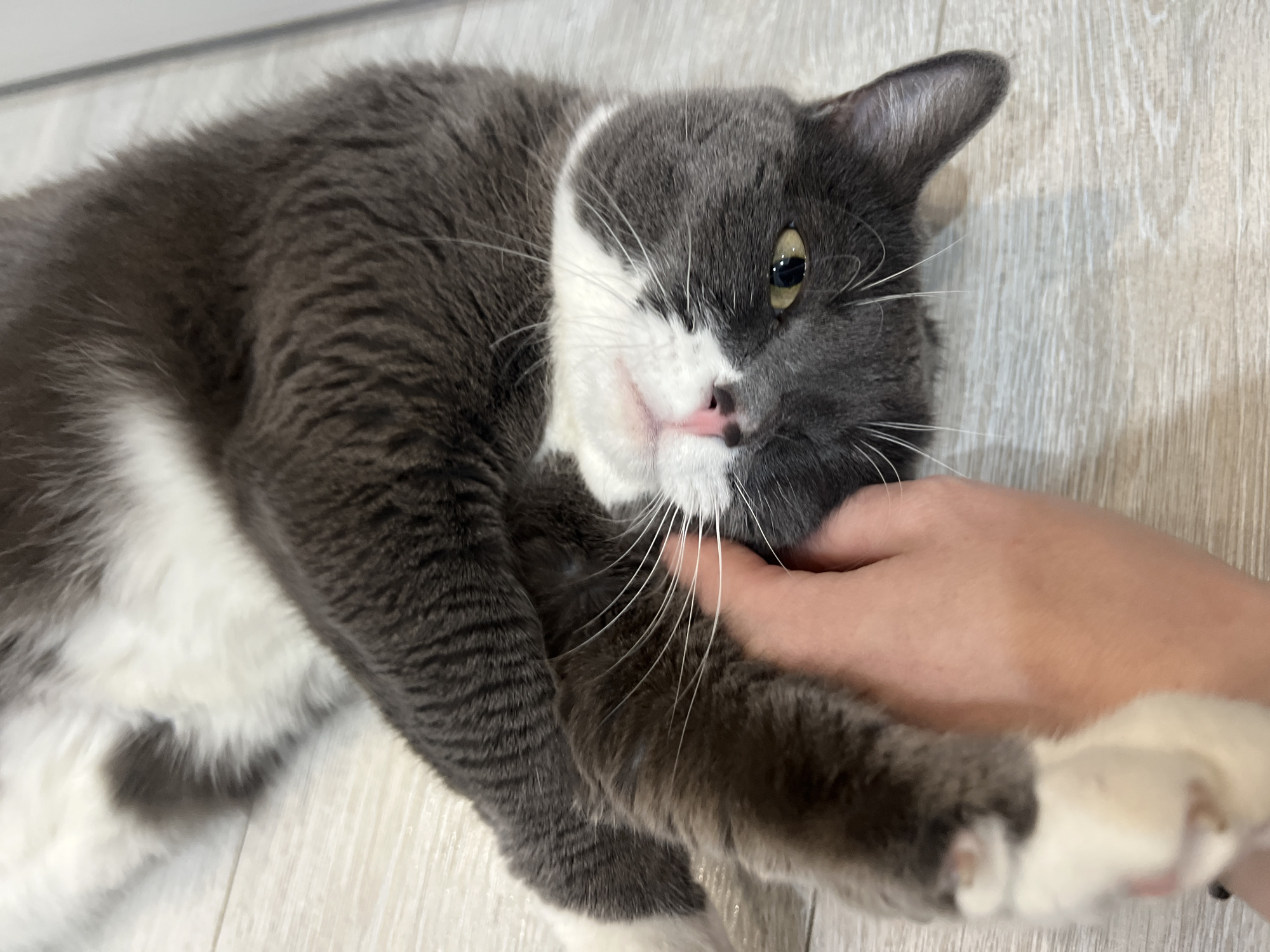 A grey and white cat is lying on a light-colored, wood-look floor. A human hand is gently holding the cat's chin and cheek. The cat has its tongue slightly protruding and is looking at the camera. The cat's coat is primarily grey, with white fur on its face, chest, and paws. The background is out of focus. There is no visible evidence to identify the location as Tyumen, Russia.
