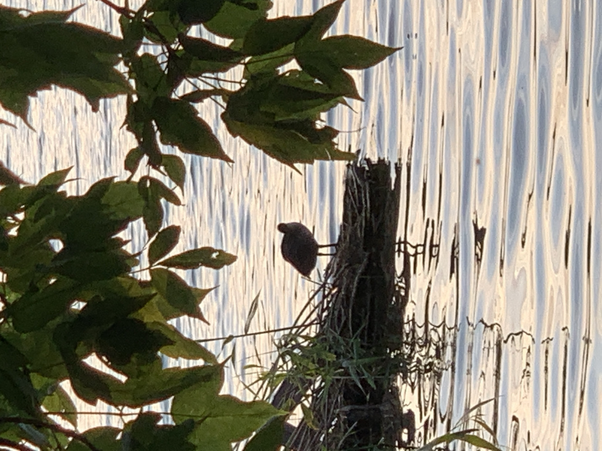 A bird stands on a pile of debris in the water, viewed from behind a canopy of green leaves. The bird is silhouetted against the water, which reflects the golden light of the setting sun. The bird is small and dark, with a long neck and a rounded body. It is standing on a pile of sticks and leaves that is partially submerged in the water. The water is calm and clear, with a few ripples on the surface. The leaves are green and lush, and they form a natural frame around the scene. The overall impression is one of peace and tranquility.