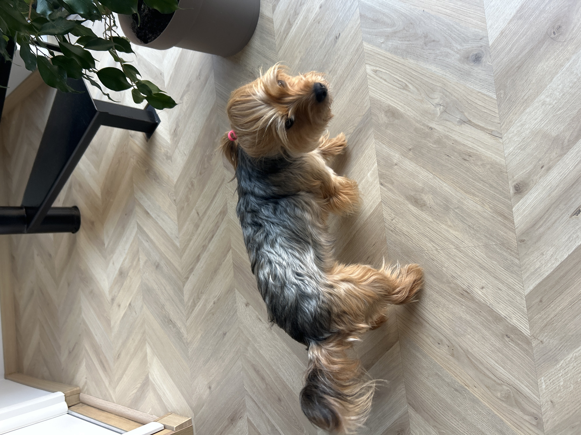 A Yorkshire Terrier with a pink hair tie is lying on a light-colored herringbone wood floor. The dog's coat is a mix of tan and gray. Part of a plant in a gray pot is visible in the upper left corner. The setting appears to be indoors, possibly in Sofia, Bulgaria, though that is not definitively verifiable from the image content.