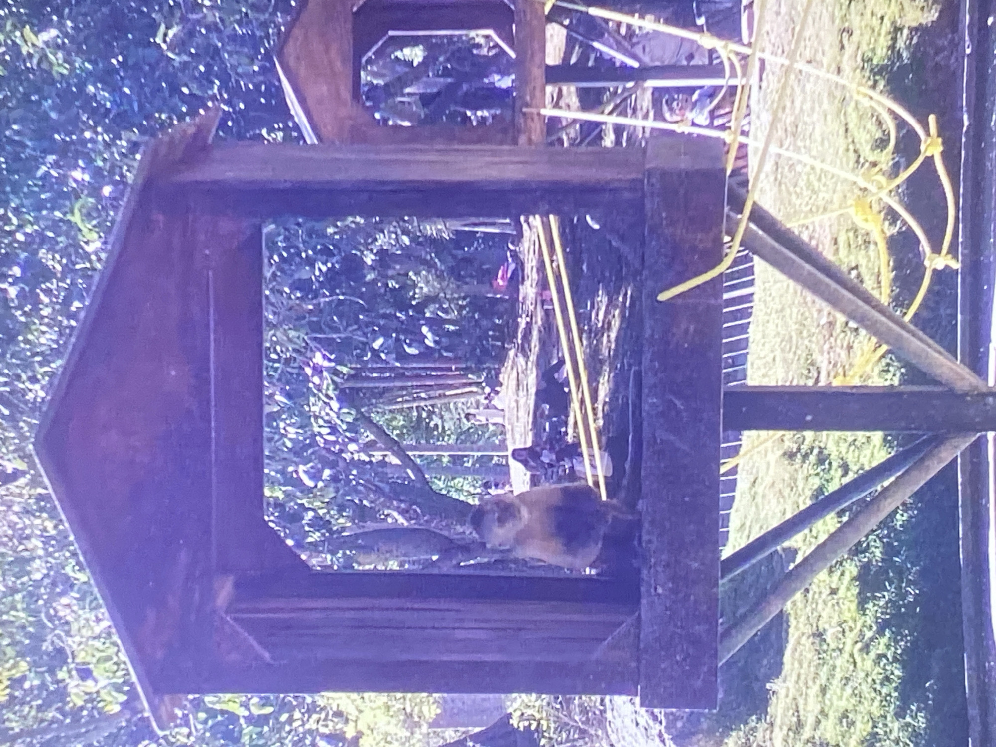 A horizontally oriented, eye-level shot depicts a wooden structure, possibly a bird feeder, in Tinaquillo, Venezuela. The structure is constructed of dark brown wood, and its form includes a pitched roof. Through the feeder's opening, a dense array of trees and shrubbery is visible, extending into the distance. A yellow rope-like object is near the wooden structure. A tan and black animal, possibly a cat, rests inside the bird feeder.