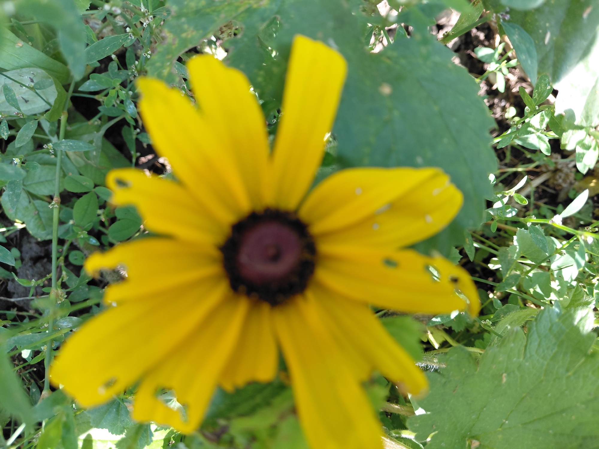 A yellow flower with a dark center is in focus in the foreground of the image, with green foliage in the background. The flower's petals are slightly damaged, with small holes visible. The lighting suggests it is daytime. The scene is outdoors, with natural vegetation visible. There are no people or specific structures identifiable in the image. The location of Verhnyaya Podstyopnovka, Russia is not visually represented in the provided image.
