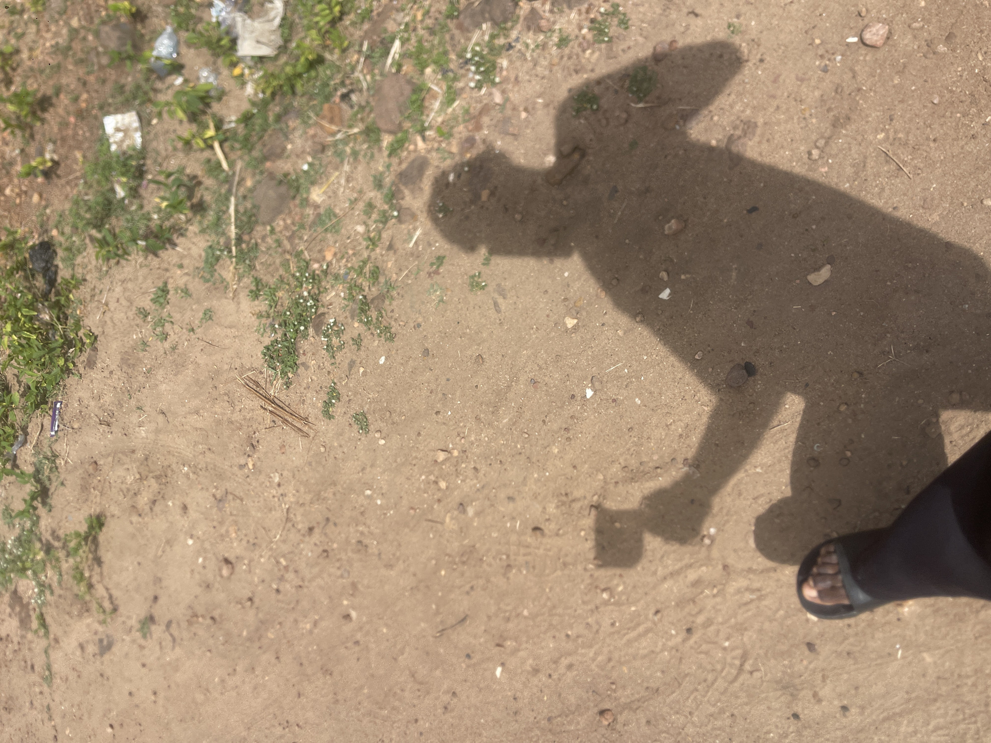 The image, taken from an overhead perspective looking down, captures a person's shadow and their right foot on a sandy, dirt ground in Lokoja, Nigeria. A prominent, elongated shadow of a person, likely the photographer, stretches across the central and right portions of the frame. The shadow suggests the person is standing or walking, with their head, torso, and limbs clearly outlined. The bottom right corner shows the person's right foot, clad in a black open-toed sandal, with light brown skin visible on the toes.
The ground is unpaved, appearing as light brown soil mixed with small pebbles and grains of sand. Sparse green vegetation, consisting of small plants and weeds, is scattered across the ground, particularly along the left and top edges. Several pieces of litter are visible, including crumpled plastic bags and wrappers. One small, purple wrapper with indistinct white text is visible near the top left, and another light-colored wrapper is seen further up.
The distinct and relatively long shadow indicates that the photograph was taken during daylight hours, likely mid-morning or late afternoon, under sunny conditions. The environment appears to be an outdoor, possibly rural or semi-urban setting, given the unpaved ground and natural vegetation.