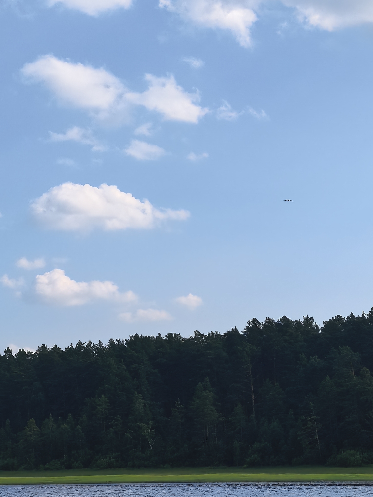 The image depicts a serene landscape with a body of water in the foreground and a dense forest line in the middle ground. The sky above is a clear blue with scattered white clouds. A single bird is visible in flight in the upper right quadrant of the sky. The water appears calm with subtle ripples on its surface, reflecting the sky and surrounding environment. The forest is lush and green, forming a dark, solid band across the horizon. The terrain slopes upwards from the water towards the forest. The overall impression is one of natural beauty and tranquility.