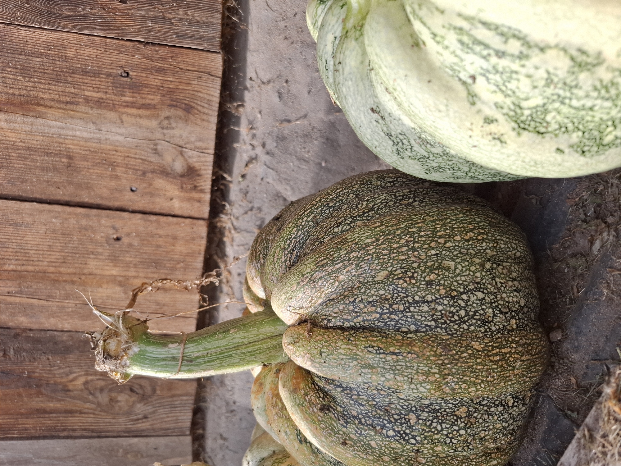 Two gourds are positioned in front of a wooden wall, one in sharp focus, the other slightly out of focus on the right. The main gourd, in the foreground, is green with speckles of tan and dark green, exhibiting prominent vertical ridges and a lighter, ribbed stem. A thin string is tied around the stem. The second gourd is pale green with darker green stripes. The wooden wall behind them is composed of vertical planks with visible grain and nail heads. The ground in front of the wall appears to be a mix of dirt and possibly dry leaves or straw. The scene is lit by natural sunlight, casting subtle shadows. The location is a rural outdoor setting, potentially a farm or garden area.