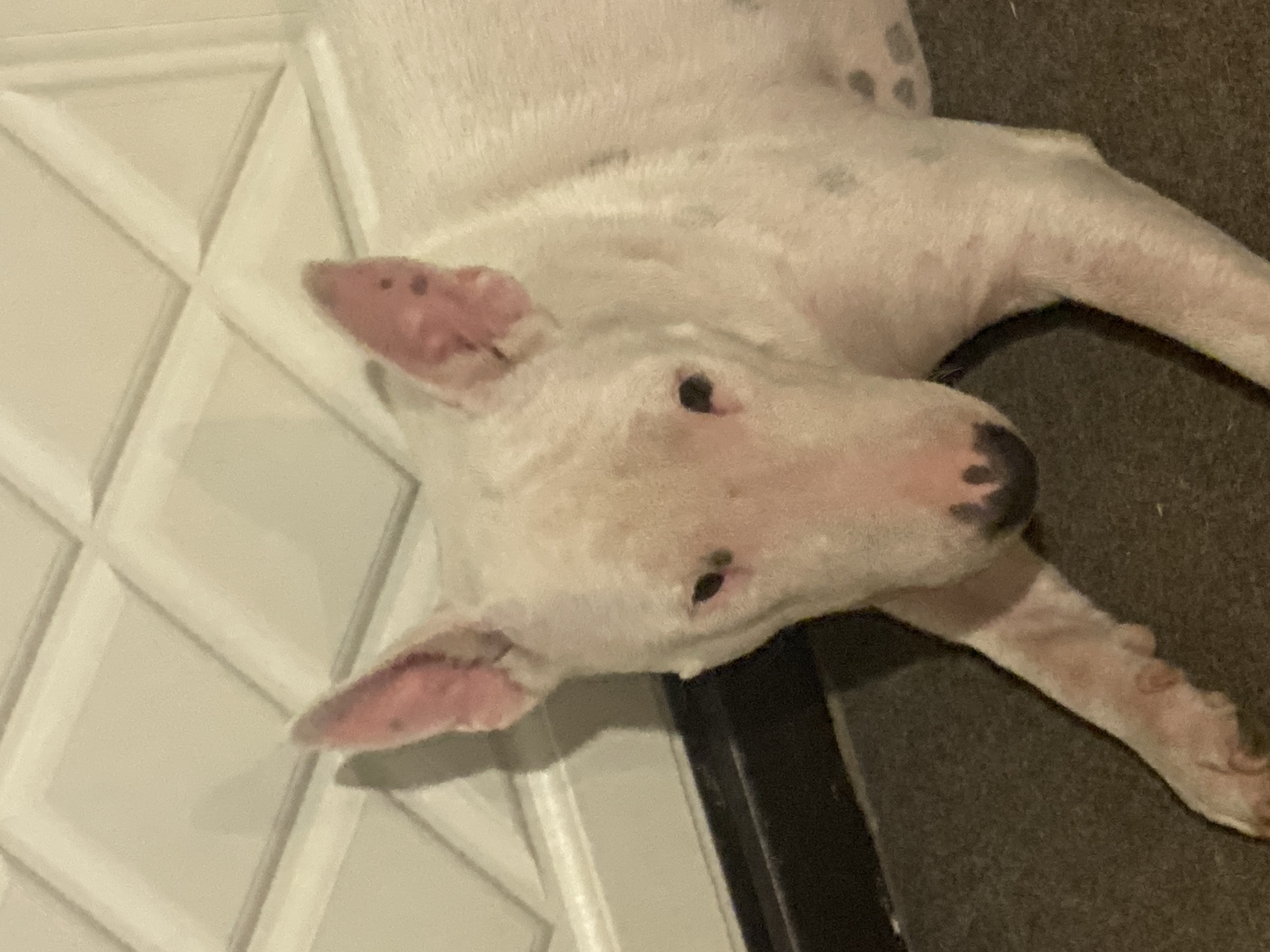 A white Bull Terrier lies on a dark brown carpet in front of a cream-colored door with a diamond-patterned paneling. The dog's head is facing forward, with its ears perked and its eyes partially closed. The dog has black spots on its fur, particularly on its ears and back. The door is illuminated by a light source casting a shadow on the dog's left side. The overall scene appears to be indoors, possibly in a residential setting in Industrialny, Russia.