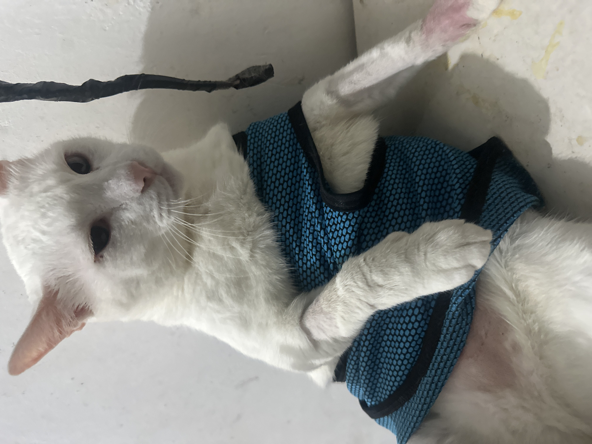 A white cat wearing a blue mesh shirt lies on a white surface. A dark cable runs across the top left corner of the image. The location is North Jakarta, Indonesia.