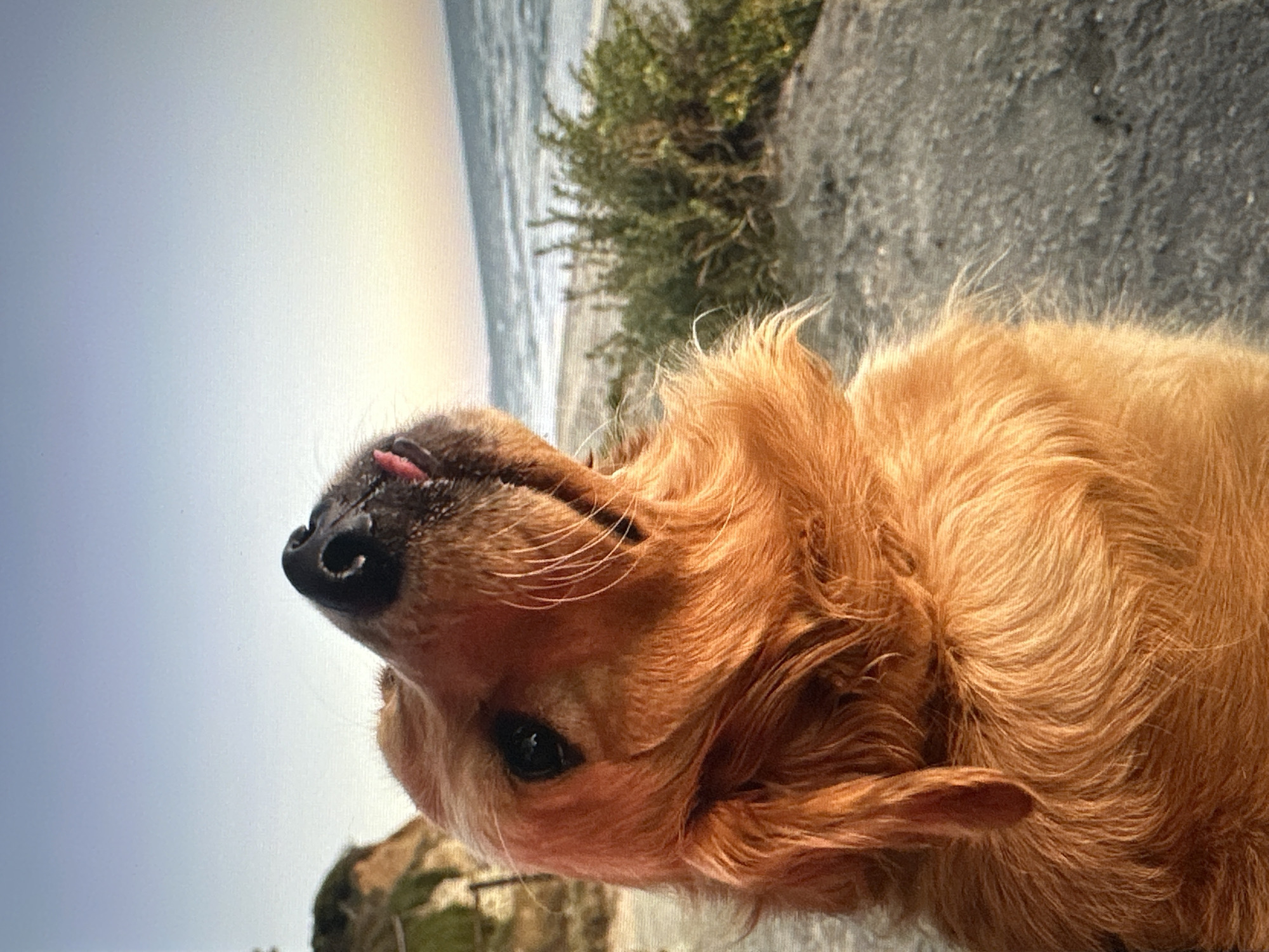 A close-up, low-angle, eye-level outdoor shot features a golden retriever looking upwards at a pale sky. The dog's snout, with a visible pink tongue, dominates the foreground, with its fur appearing a rich orange-brown. The background is blurred, showing a sandy beach leading to a body of water, possibly the sea. Green scrubby bushes are visible on the right side of the frame, and on the left, a cliff face with some greenery can be seen. The sky transitions from a light blue at the top to a pale yellow or orange near the horizon, suggesting either sunrise or sunset. The image does not contain any elements that would place it specifically in Tallinn, Estonia.