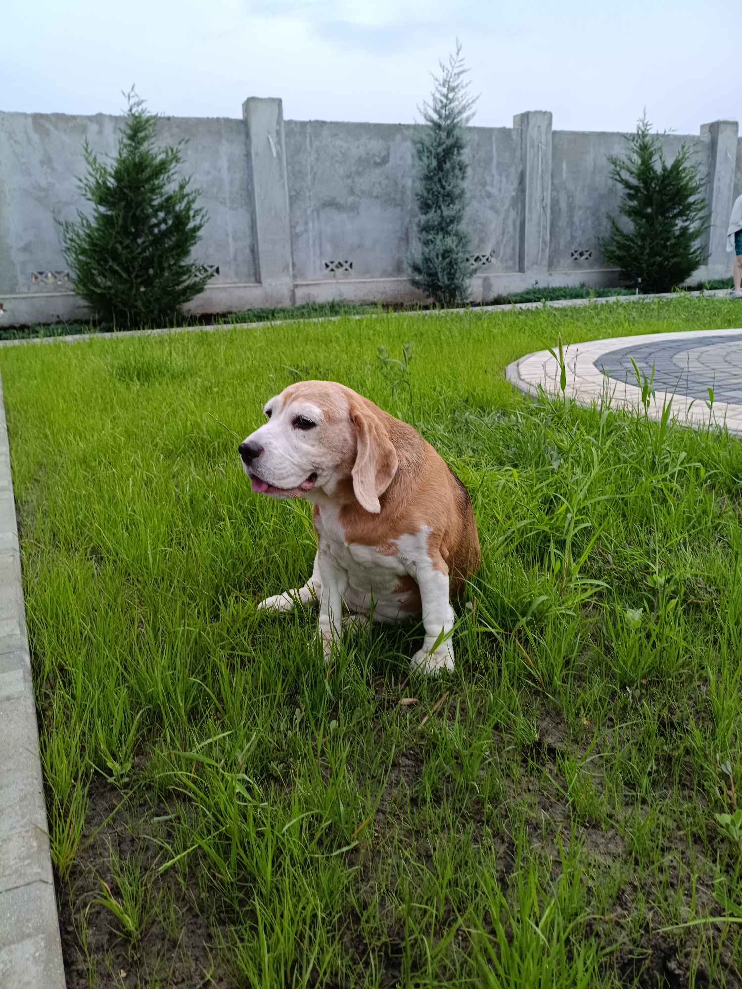 A tan and white beagle dog sits in a grassy yard in Tiraspol, Moldova. The dog is facing left with its tongue slightly out. Behind the dog is a grey concrete fence with decorative cutouts. Three evergreen trees are spaced along the fence. To the right of the dog is a curved pathway made of light and dark grey pavers. The sky is overcast.