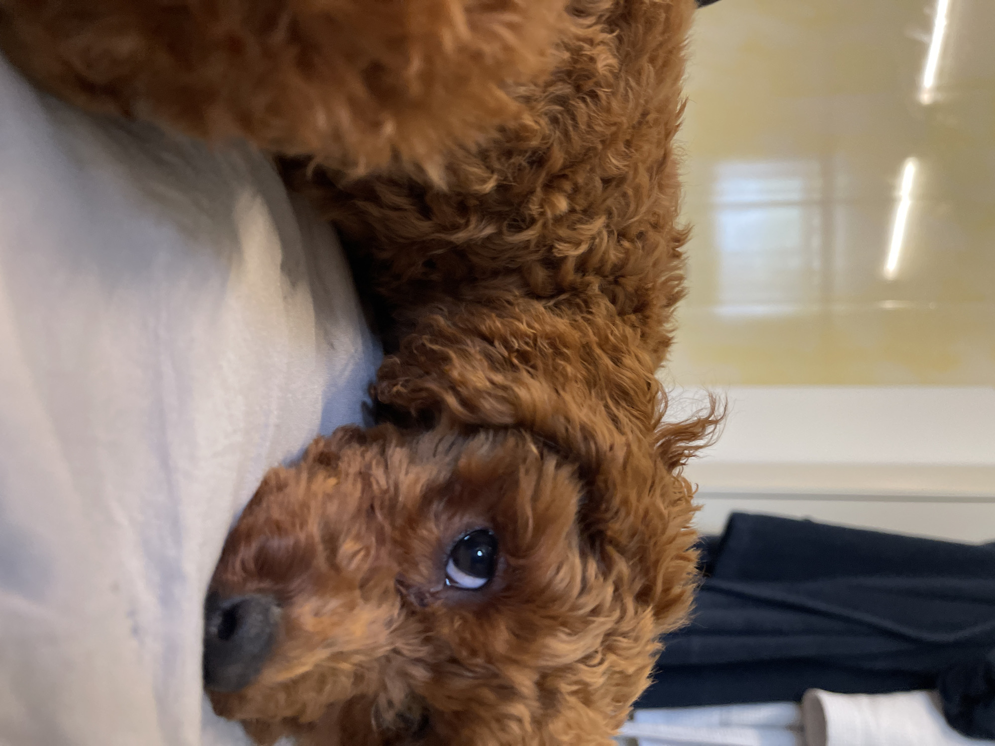 A close-up image shows a small, reddish-brown, curly-haired dog, likely a poodle or similar breed, lying down indoors. The image is oriented sideways, with the dog's head at the bottom center looking towards the viewer. Its single visible dark eye has a gentle, curious expression, and its black nose is prominent. The dog's fluffy body extends towards the upper left, resting on a light-colored, soft surface, which appears to be a bed or blanket.
In the background on the right, there is a smooth, light yellow or cream-colored surface, possibly a wall, reflecting several elongated vertical light sources, indicating an artificially lit indoor environment. Below this, on the far right, dark blue or black fabric is visible, along with some white cylindrical objects. The scene suggests a calm, domestic setting where the dog is resting comfortably. The location context for this media file is Sofia, Bulgaria. No text is visible in the image.
