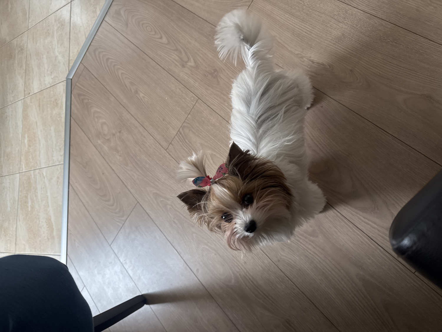 A small, fluffy dog with white, brown, and tan fur is the central subject of this indoor photograph, looking directly up at the camera with an attentive expression. The dog wears a colorful, multi-patterned bow in shades of red, blue, and white on a topknot on its head. Its tail is raised and bushy.
The scene is set indoors, likely a domestic environment, featuring two distinct types of flooring. The majority of the floor space is covered by light-colored wooden laminate planks, displaying visible wood grain patterns. To the left, this wooden flooring transitions into lighter, beige-toned square tiles. A silver-colored metal strip separates these two flooring types, running diagonally across the image.
The perspective is overhead, looking down at the dog. Parts of dark objects are visible in the lower corners of the frame; a dark, possibly fabric-covered object (like a leg) in the lower left, and another dark, rounded object (perhaps a chair arm or leg) in the lower right. The lighting suggests an indoor setting during the day. The dog appears curious and engaged, possibly awaiting interaction. No text is visible in the image. The location context provided is Plovdiv, Bulgaria.