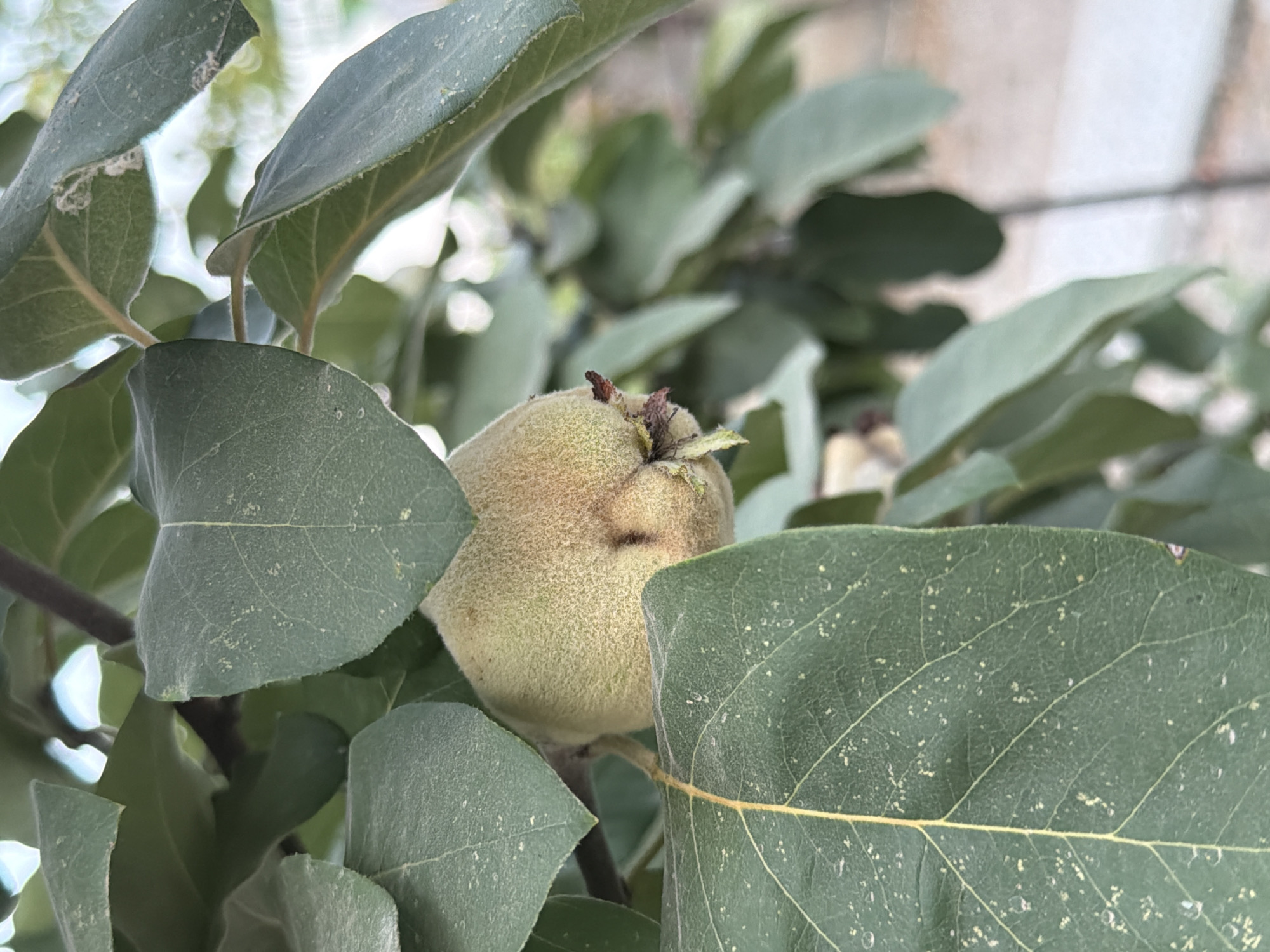 The image is a close-up shot of a single, unripe quince fruit hanging from a branch amidst lush green leaves. The fruit is light green to yellow with a fuzzy texture and a small brown blossom end visible. The leaves are large and oval-shaped, with visible veins and some dust particles. The background is softly blurred, suggesting an outdoor environment with hints of lighter foliage and possibly a light-colored surface. The image appears to have been taken in Sabirabad, Azerbaijan, as indicated by the context provided. The overall impression is one of natural growth and an early stage of fruit development on a tree.