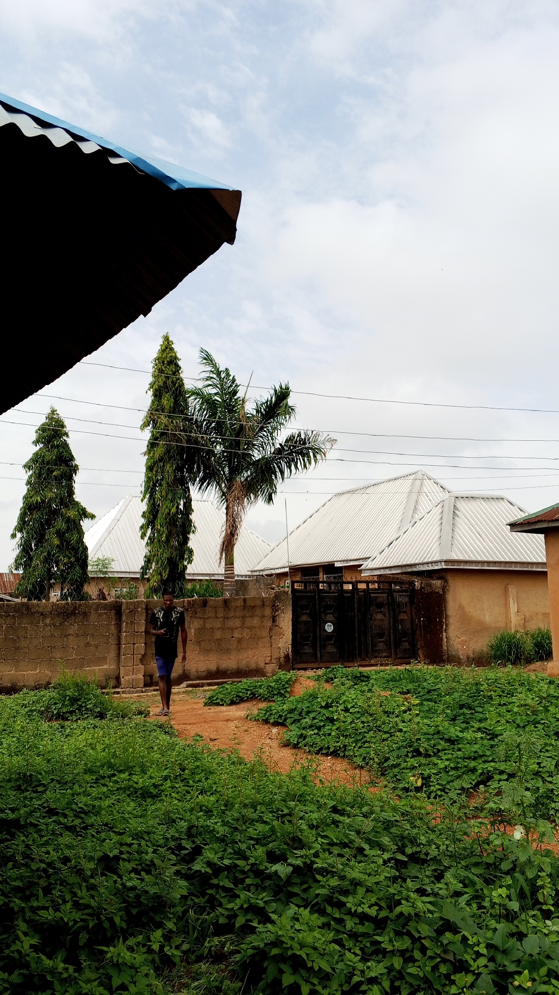 The image captures a scene in Bukuru, Nigeria, on what appears to be an overcast day. The foreground is dominated by a dense patch of green vegetation growing on reddish-brown soil. A worn path leads through the foliage towards a walled property. A man wearing a dark shirt and shorts is walking along the path.
Behind the wall, there are buildings with corrugated metal roofs. The buildings are separated by a dark metal gate. There are three trees behind the wall, two tall, narrow evergreens and a shorter palm tree. Overhead power lines stretch across the scene. A section of a blue and black roof is visible in the upper left corner.